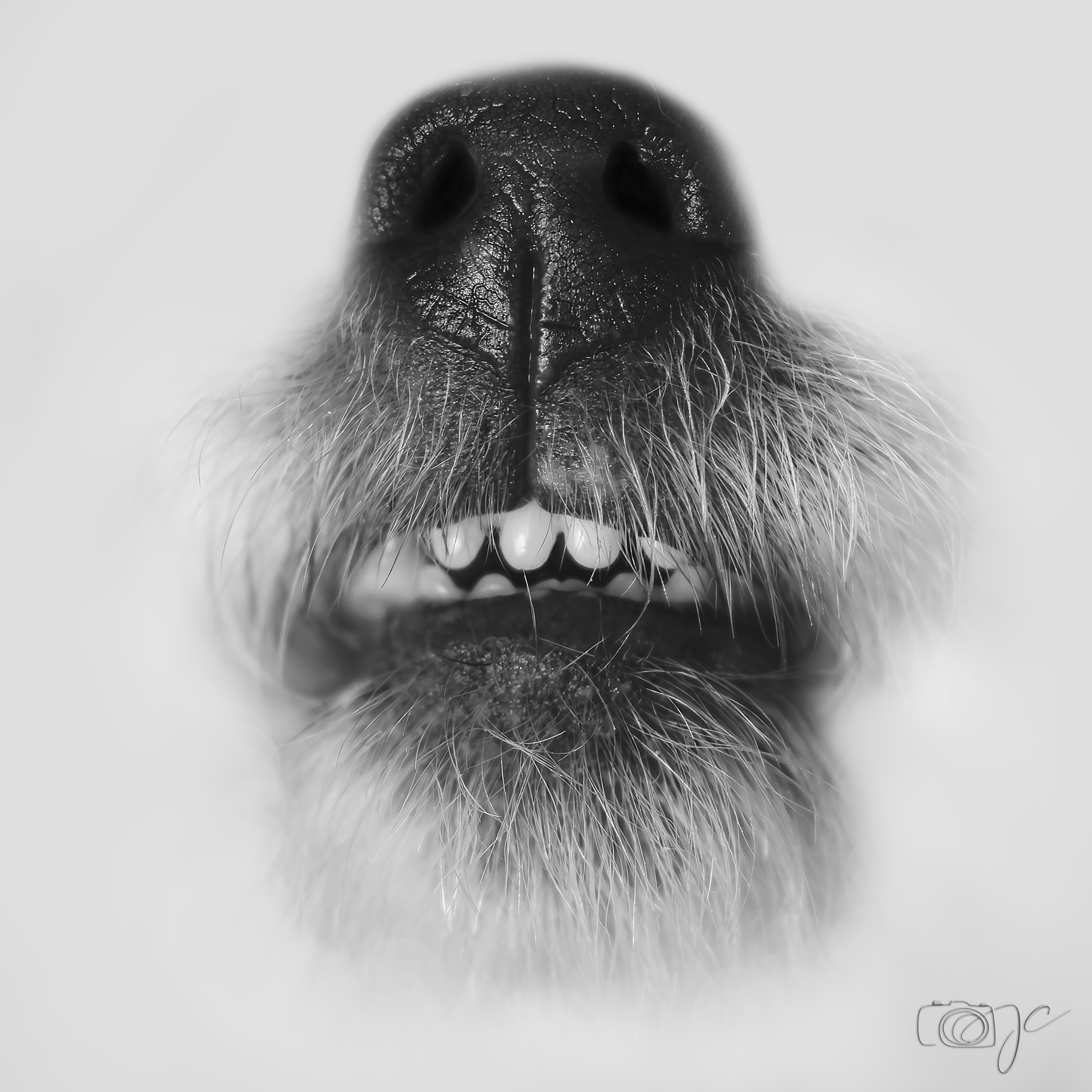 Animaux