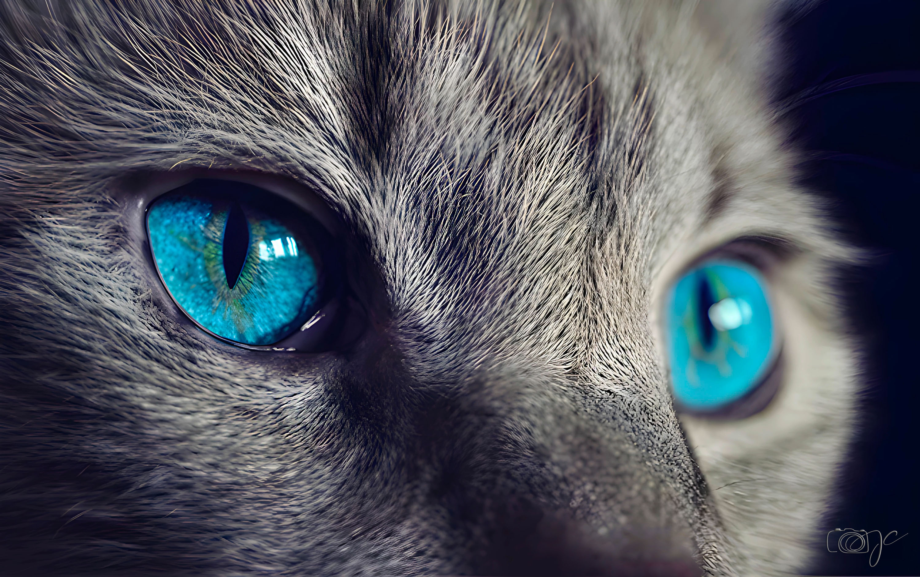 Animaux