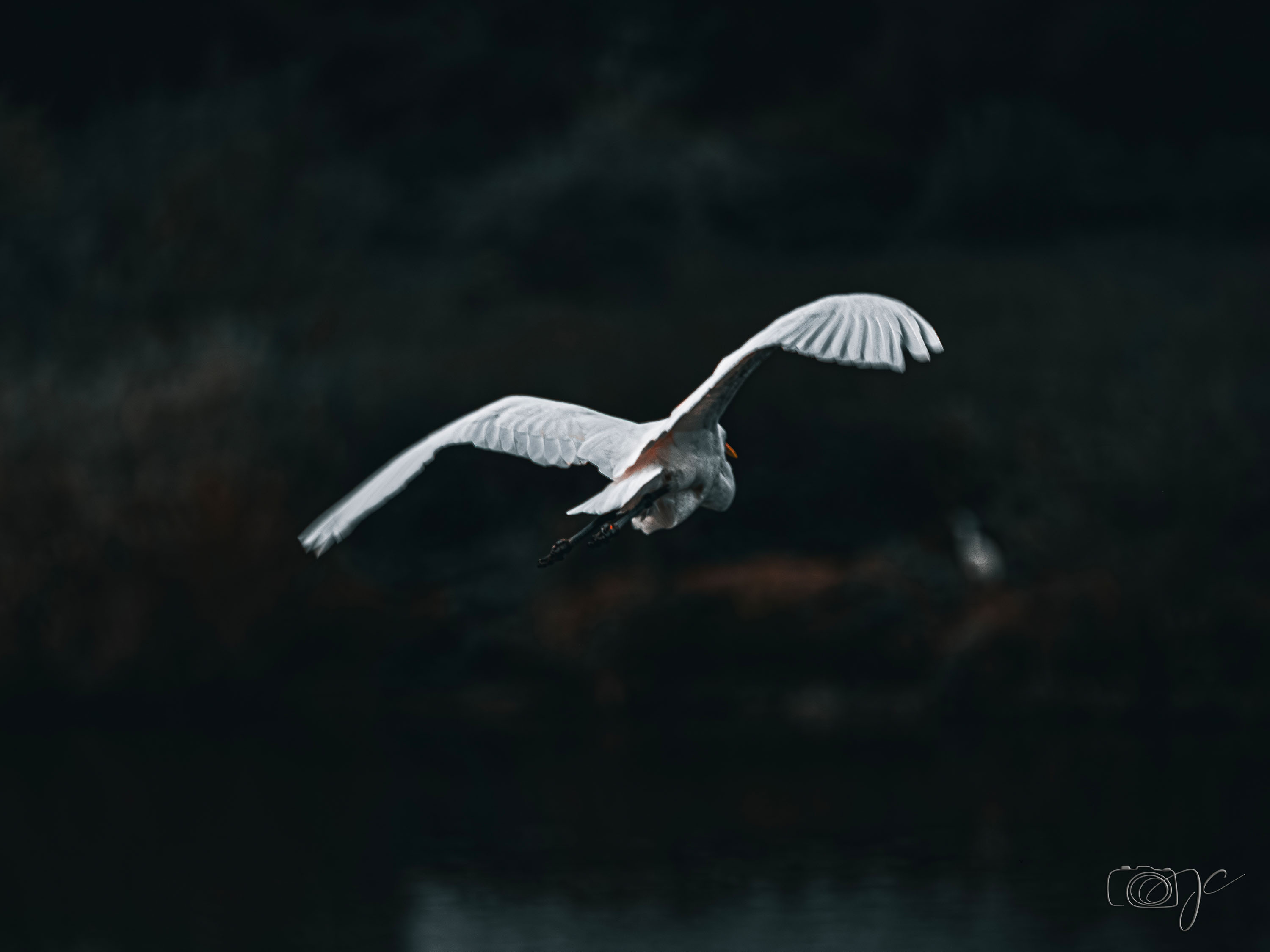 Animaux