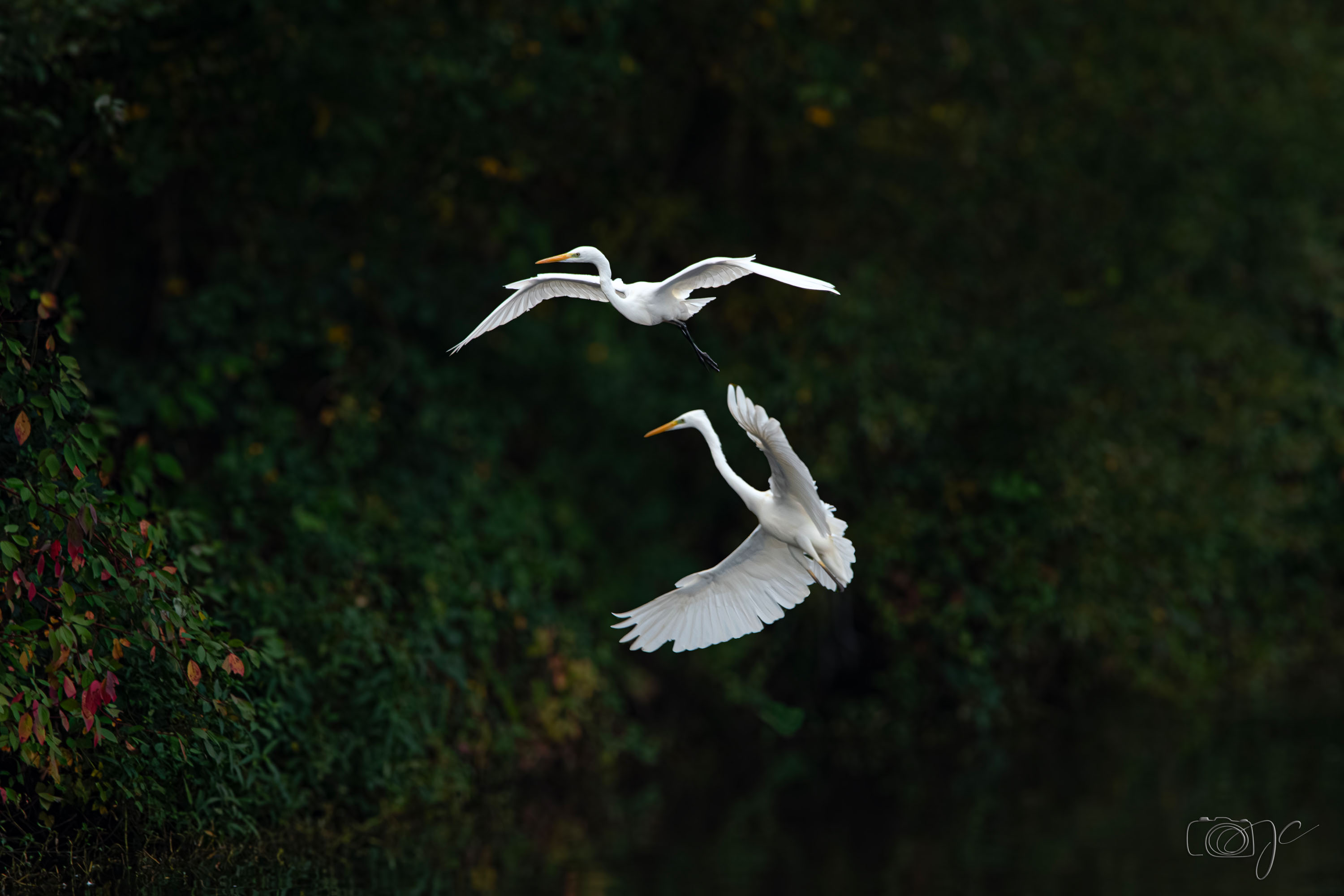Animaux