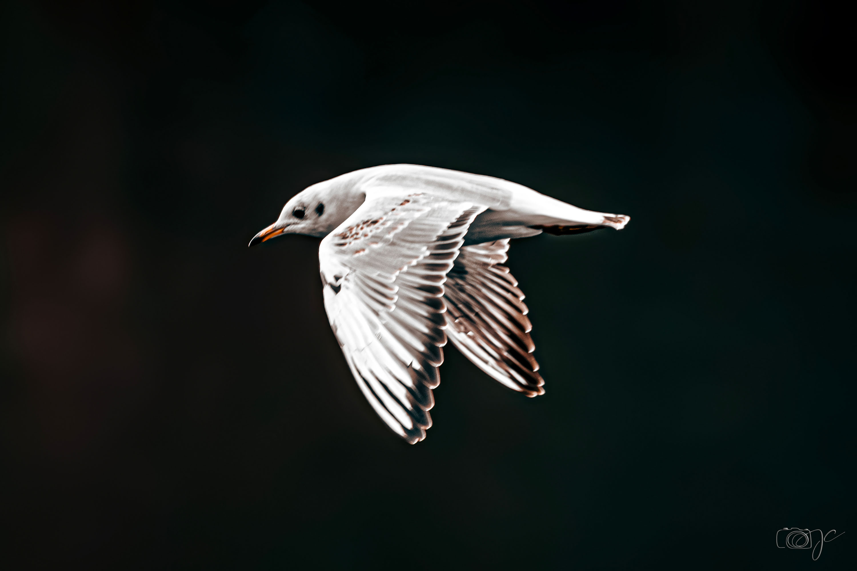 Animaux