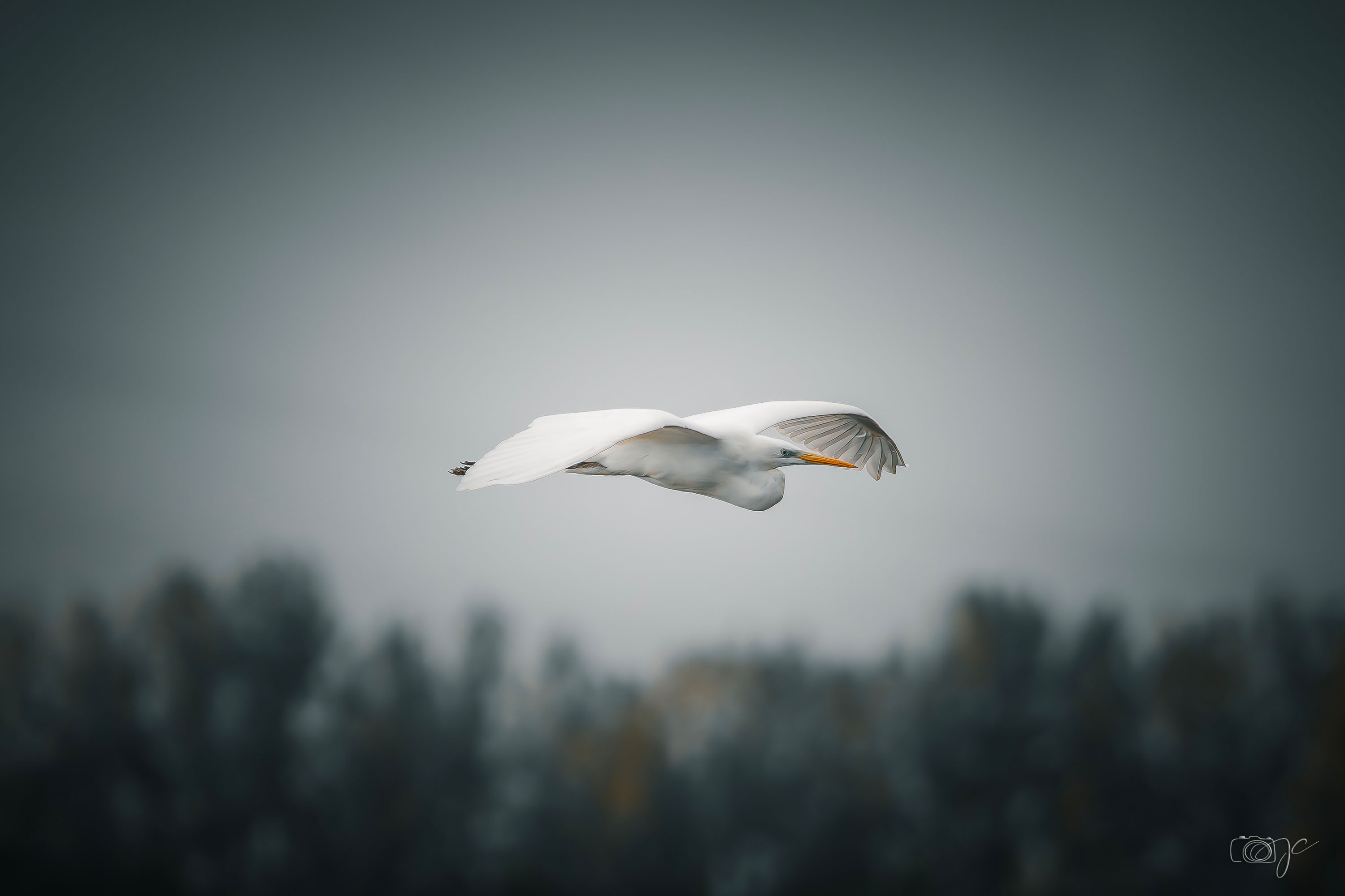 Animaux