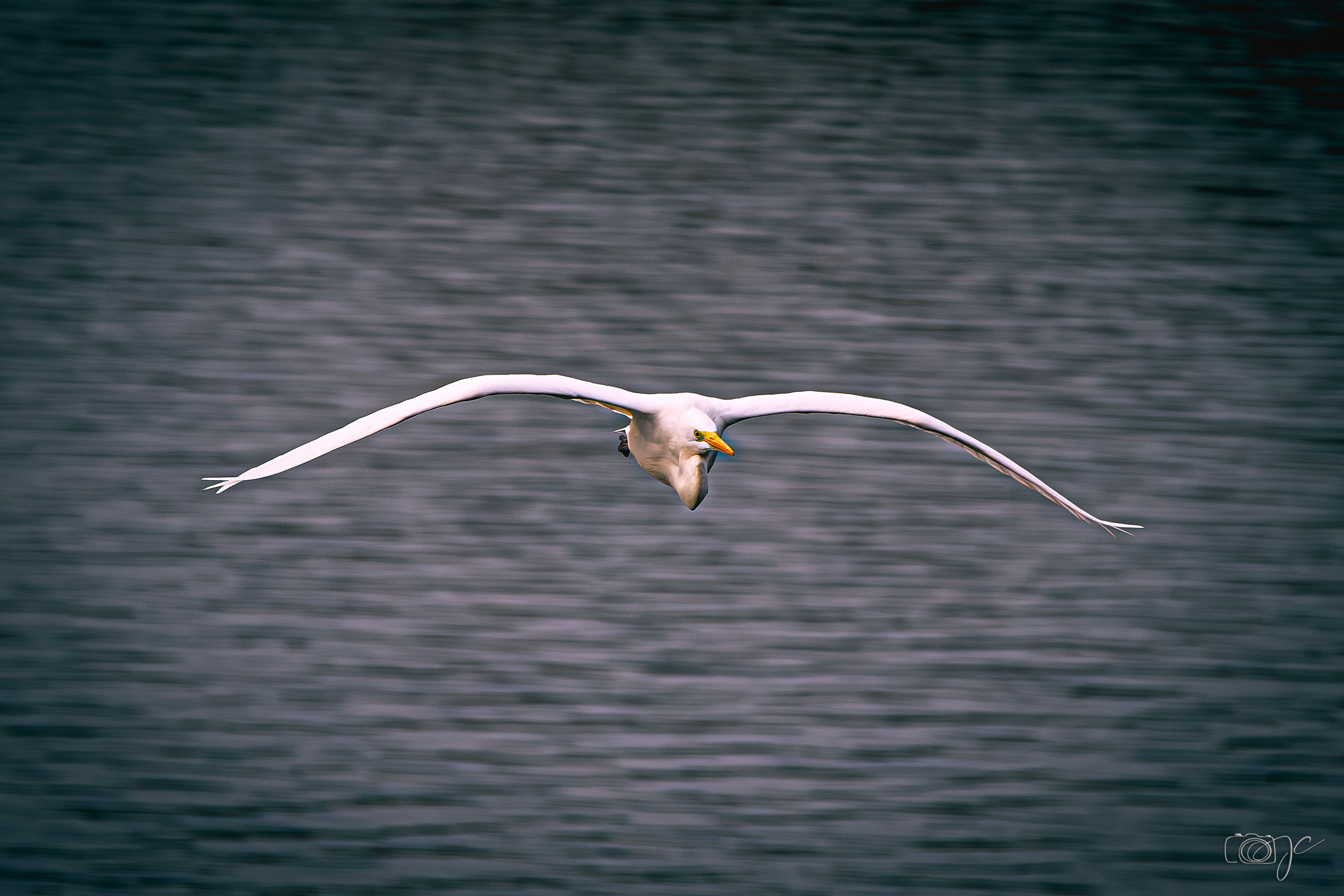 Animaux