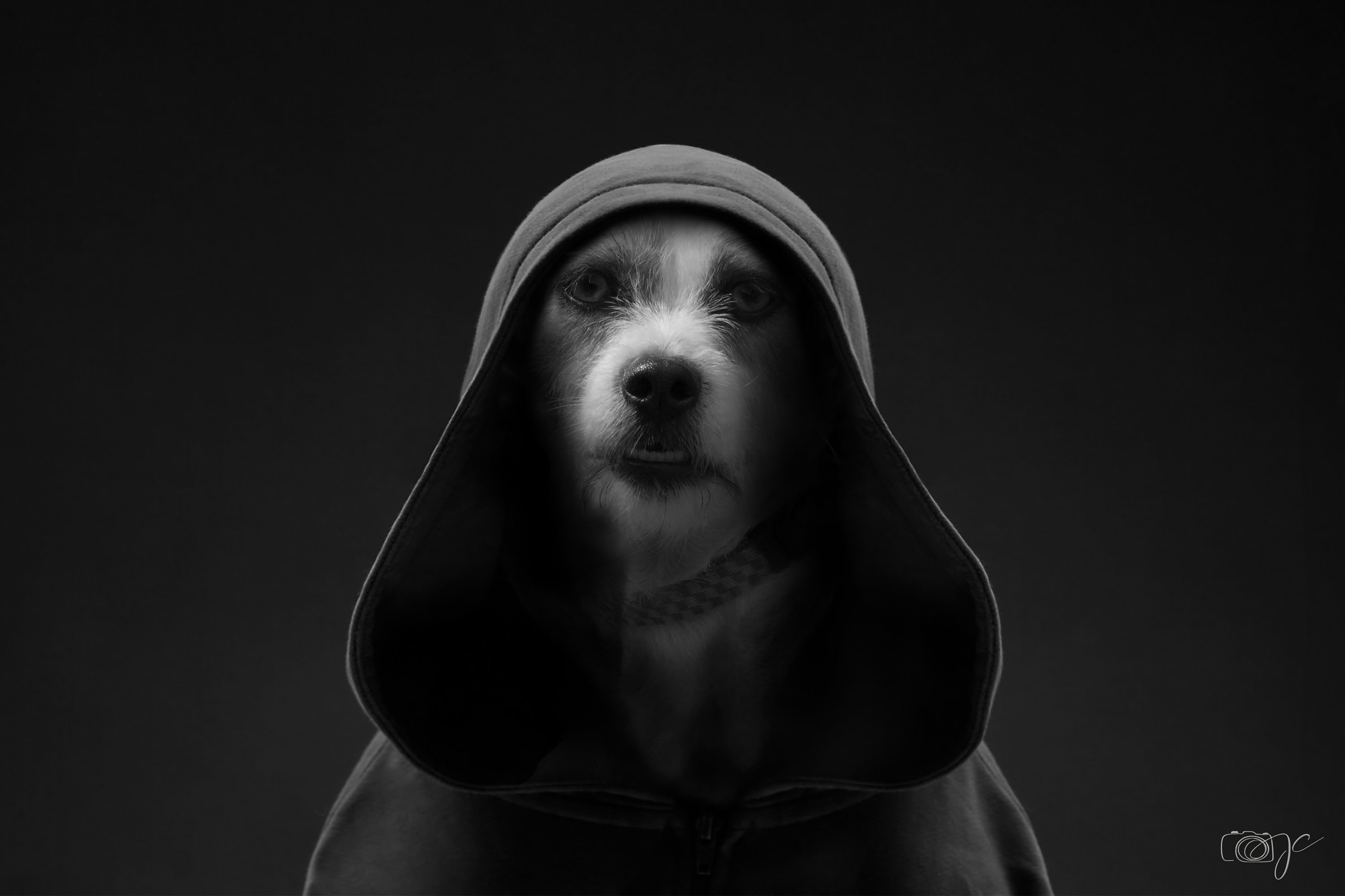 Animaux