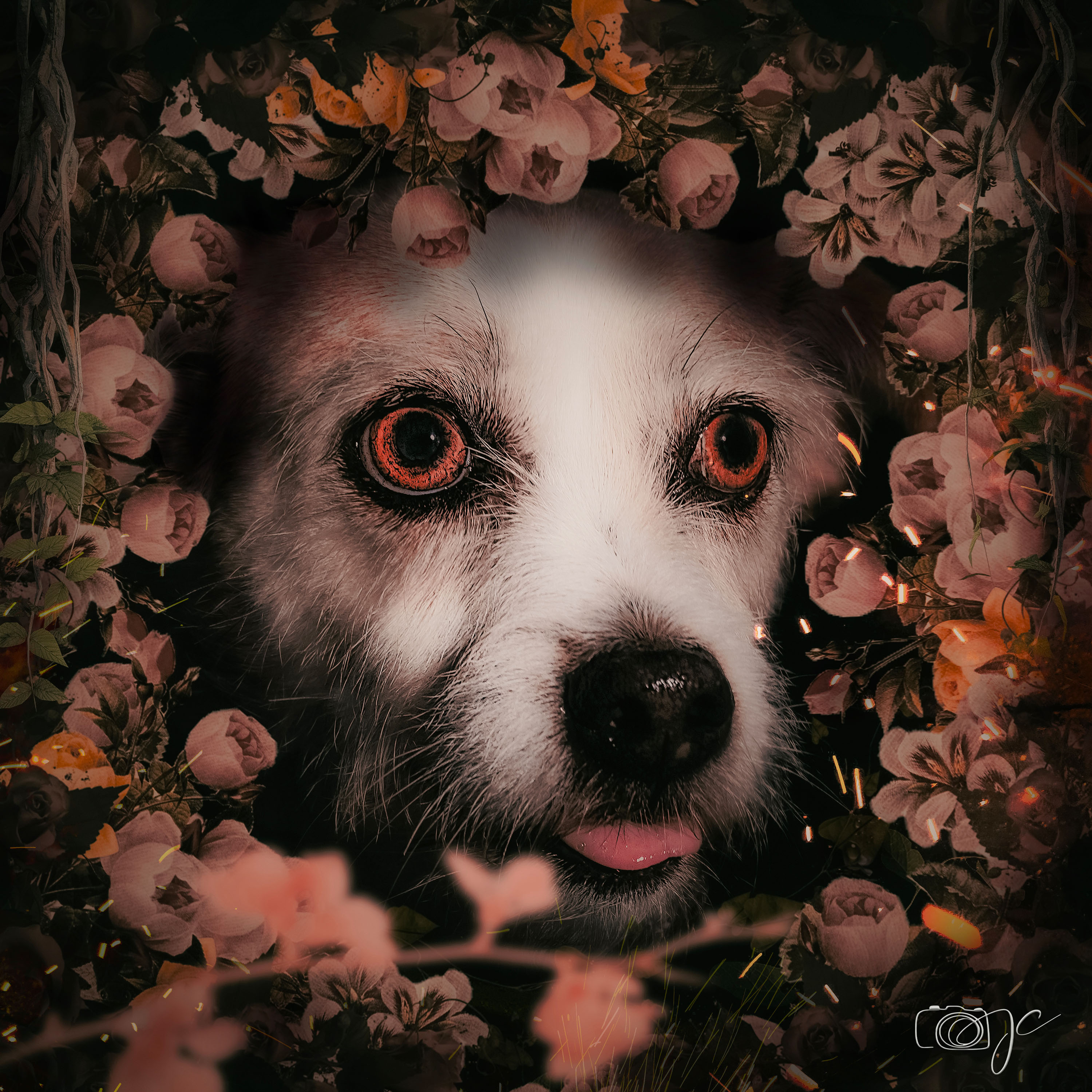 Animaux