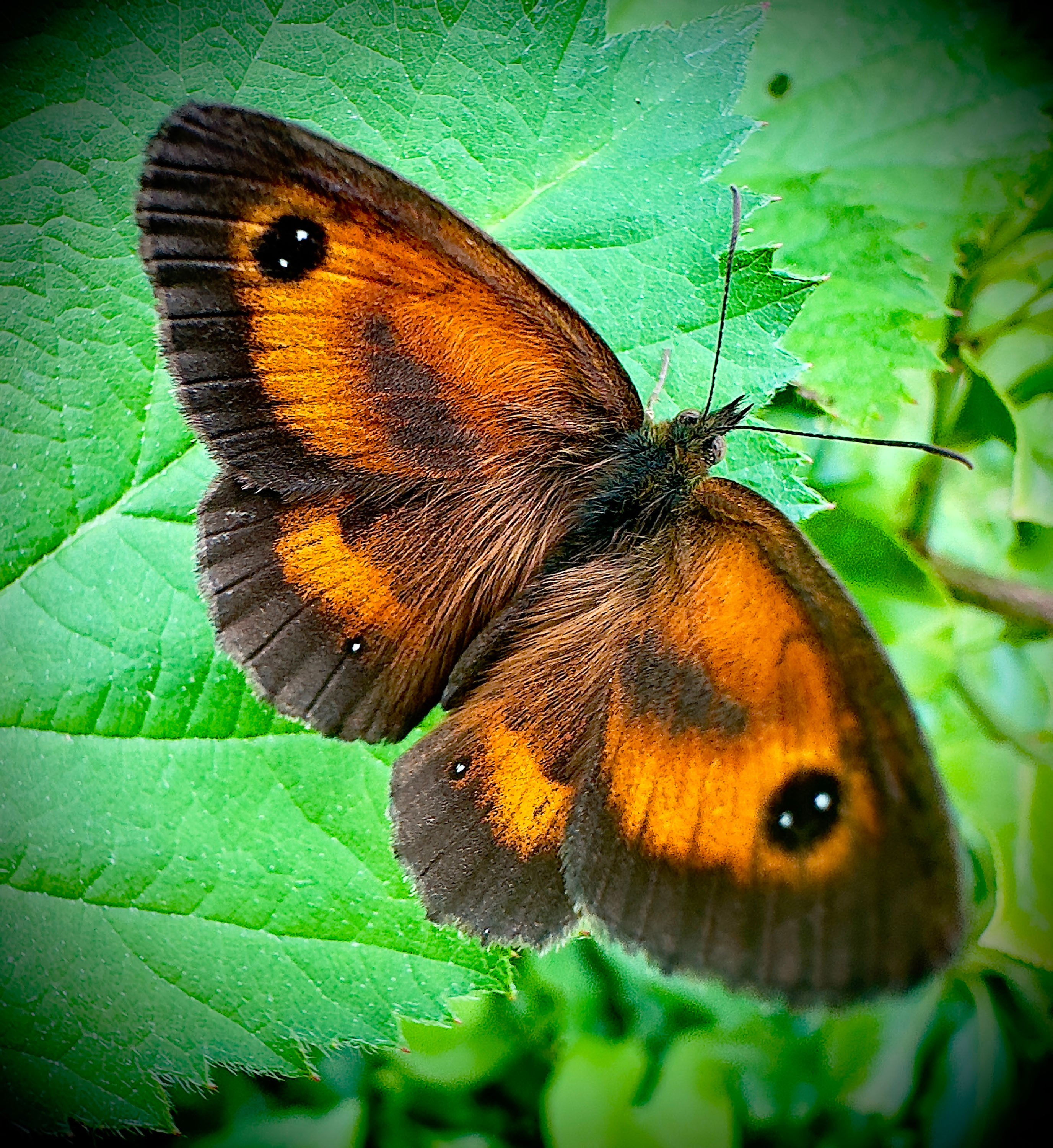 Animaux