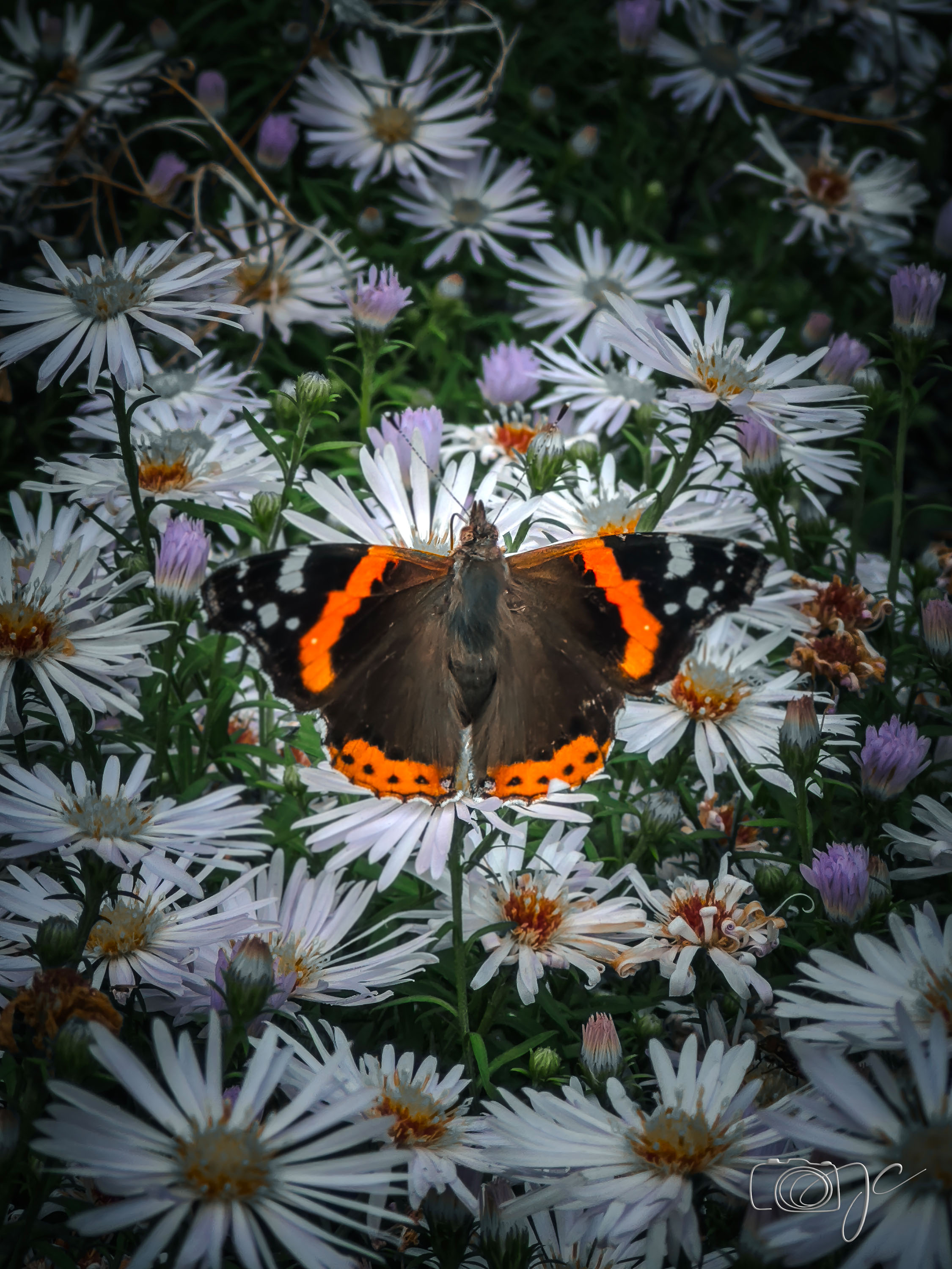 Animaux