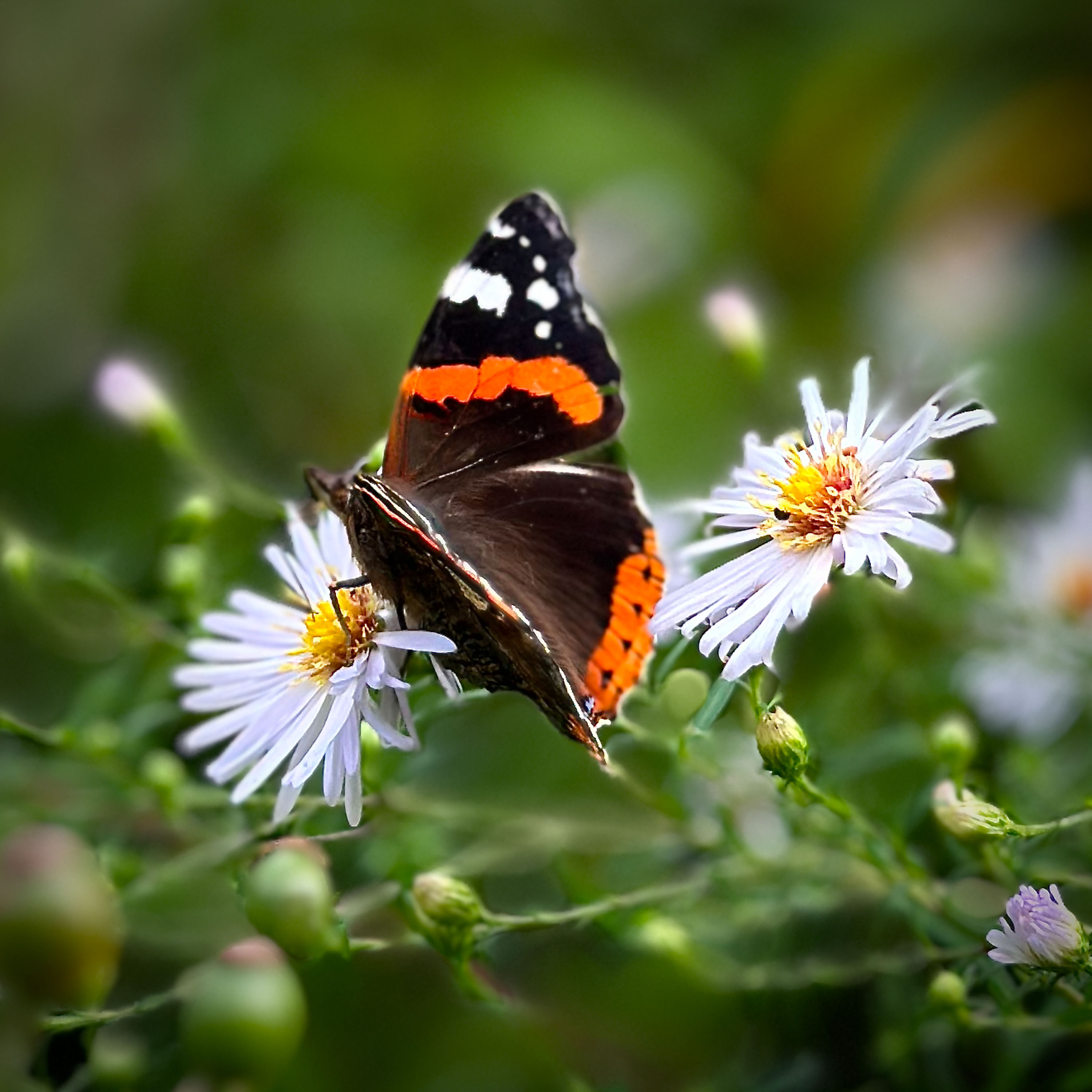 Animaux