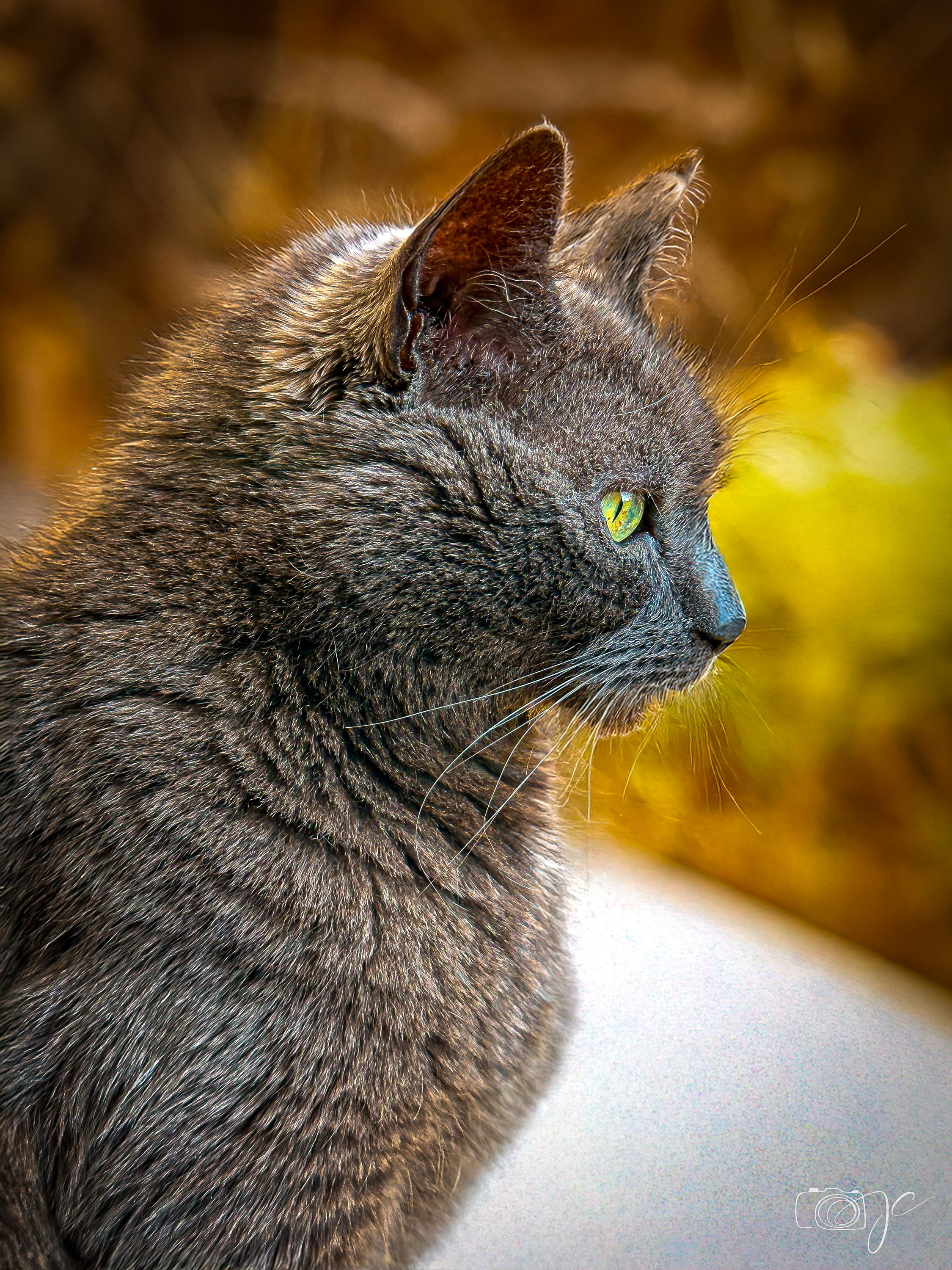 Animaux
