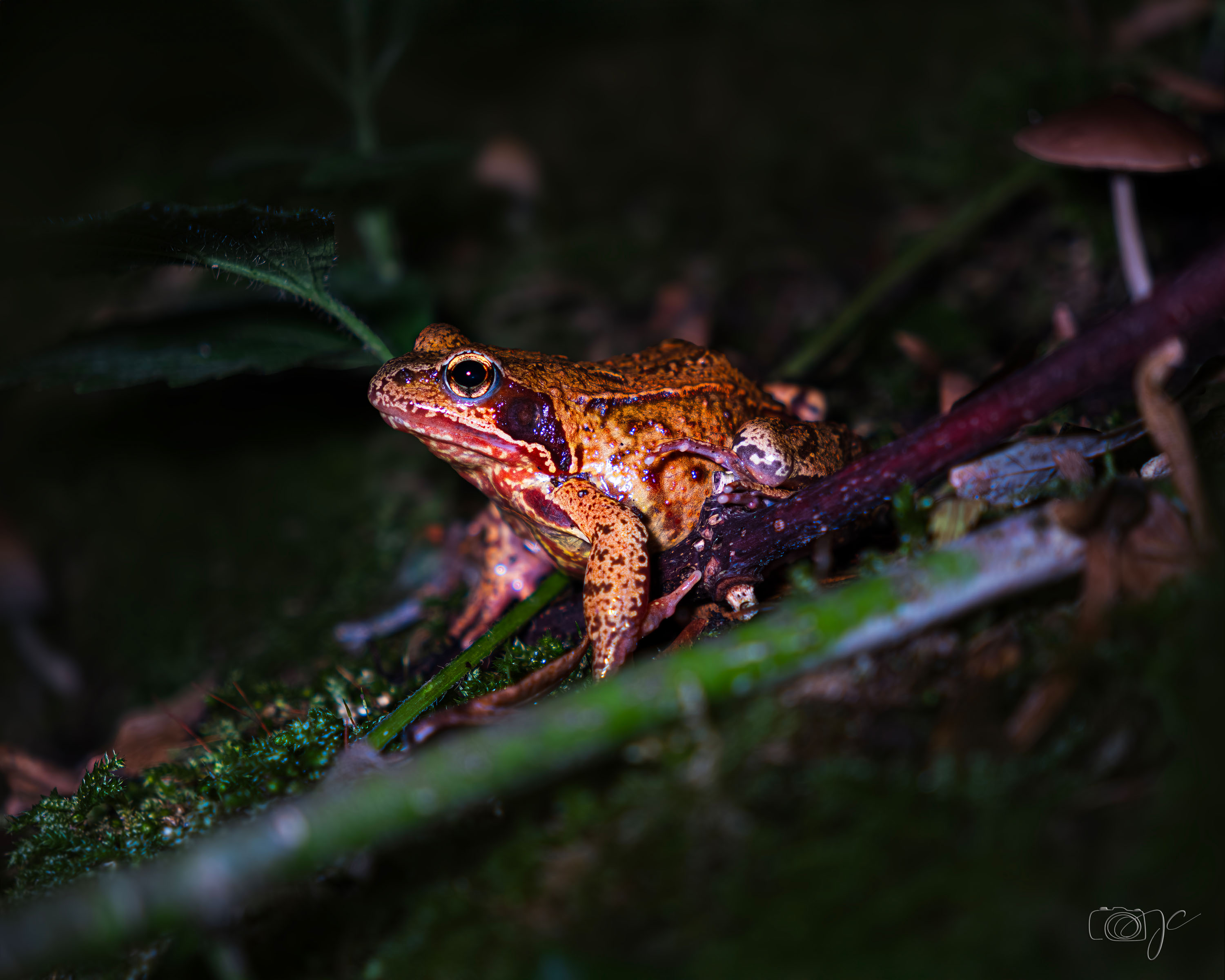 Animaux