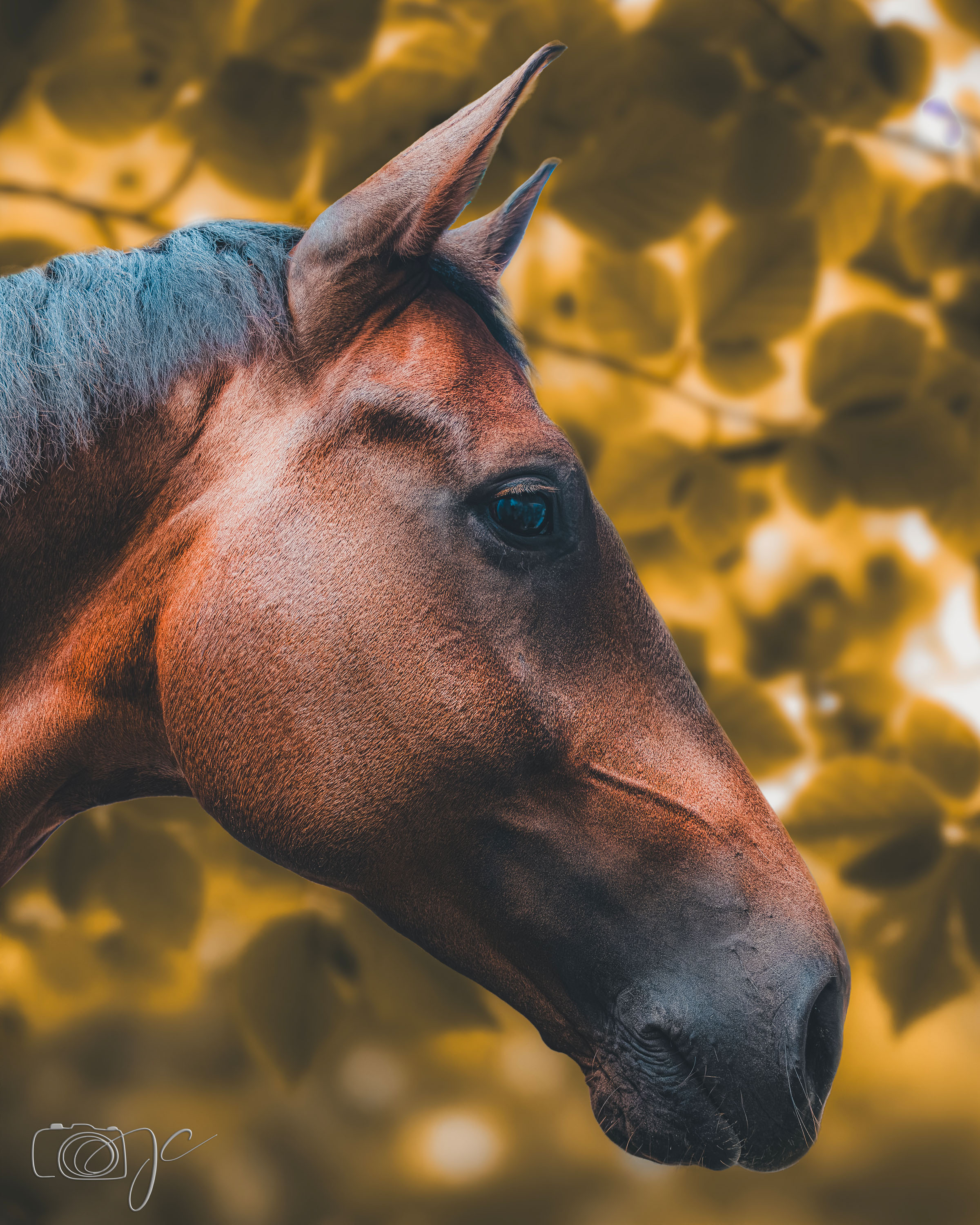 Animaux