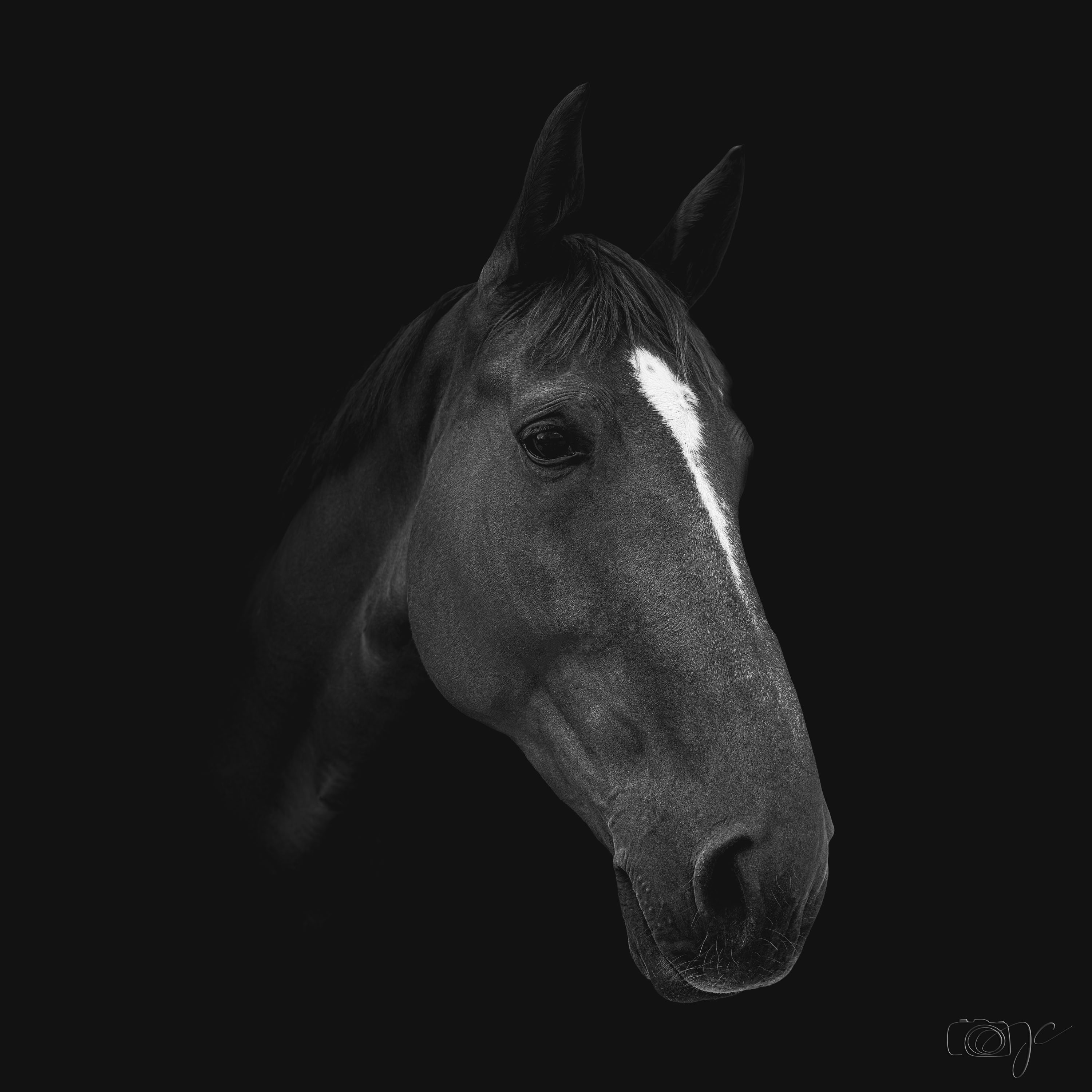 Animaux