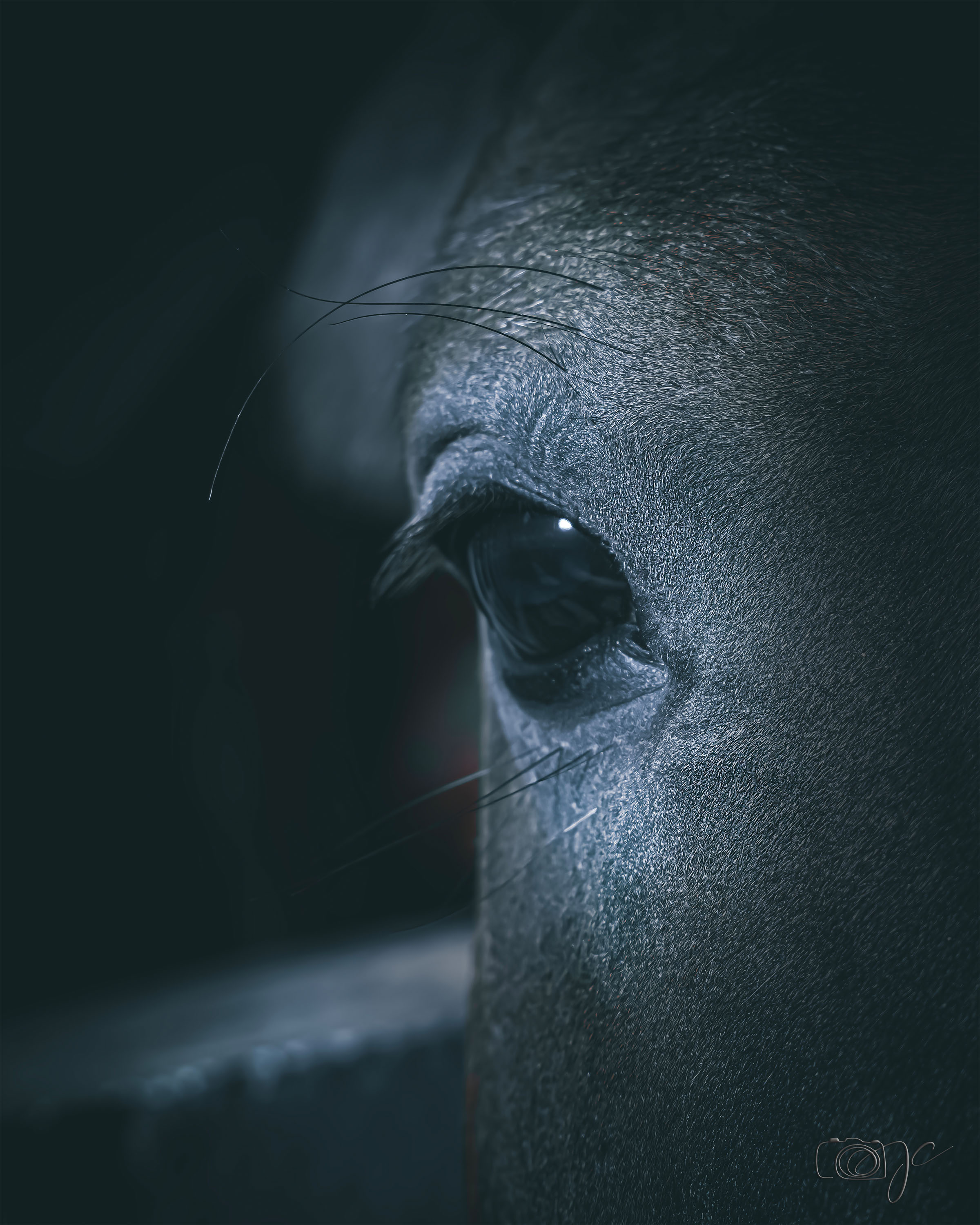 Animaux