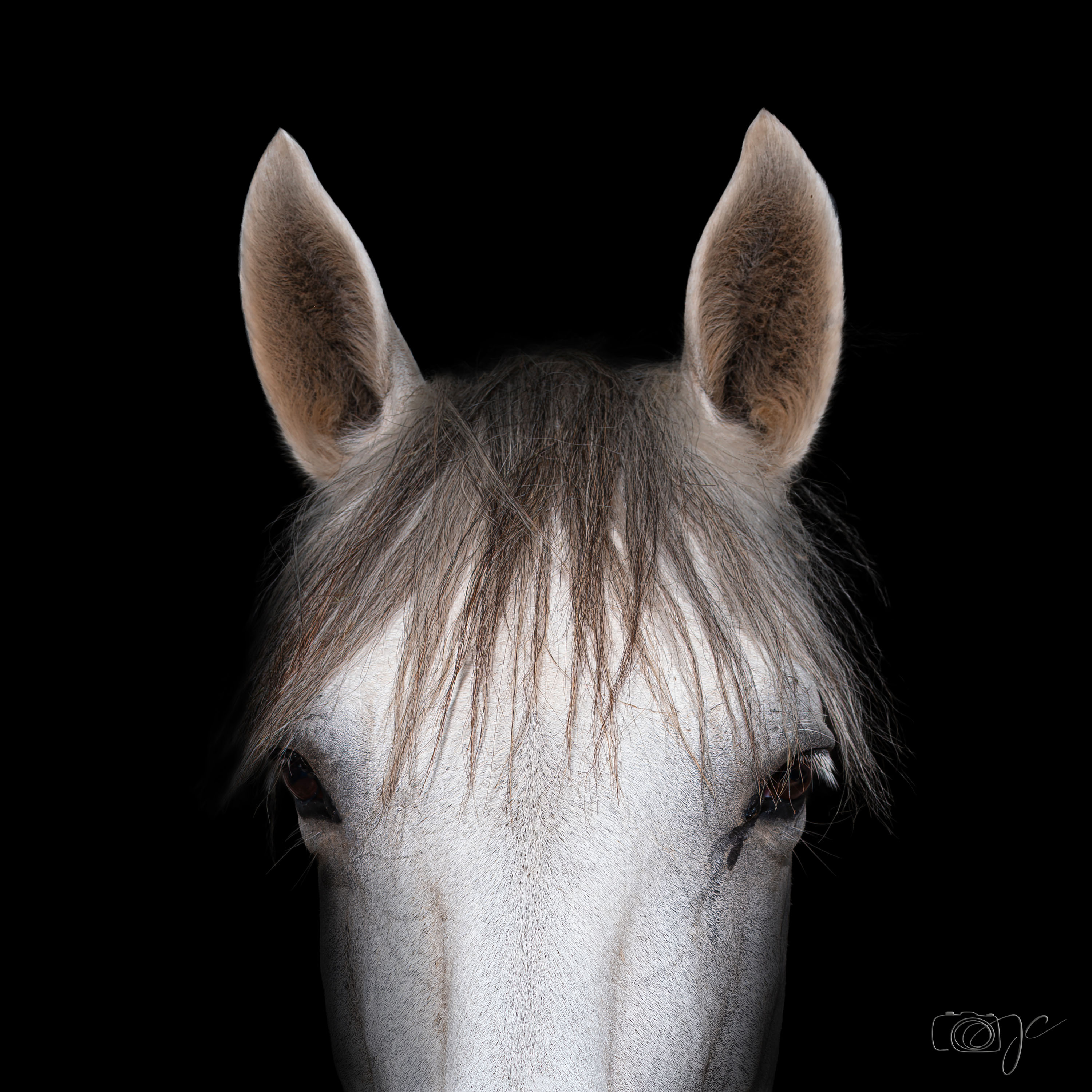 Animaux