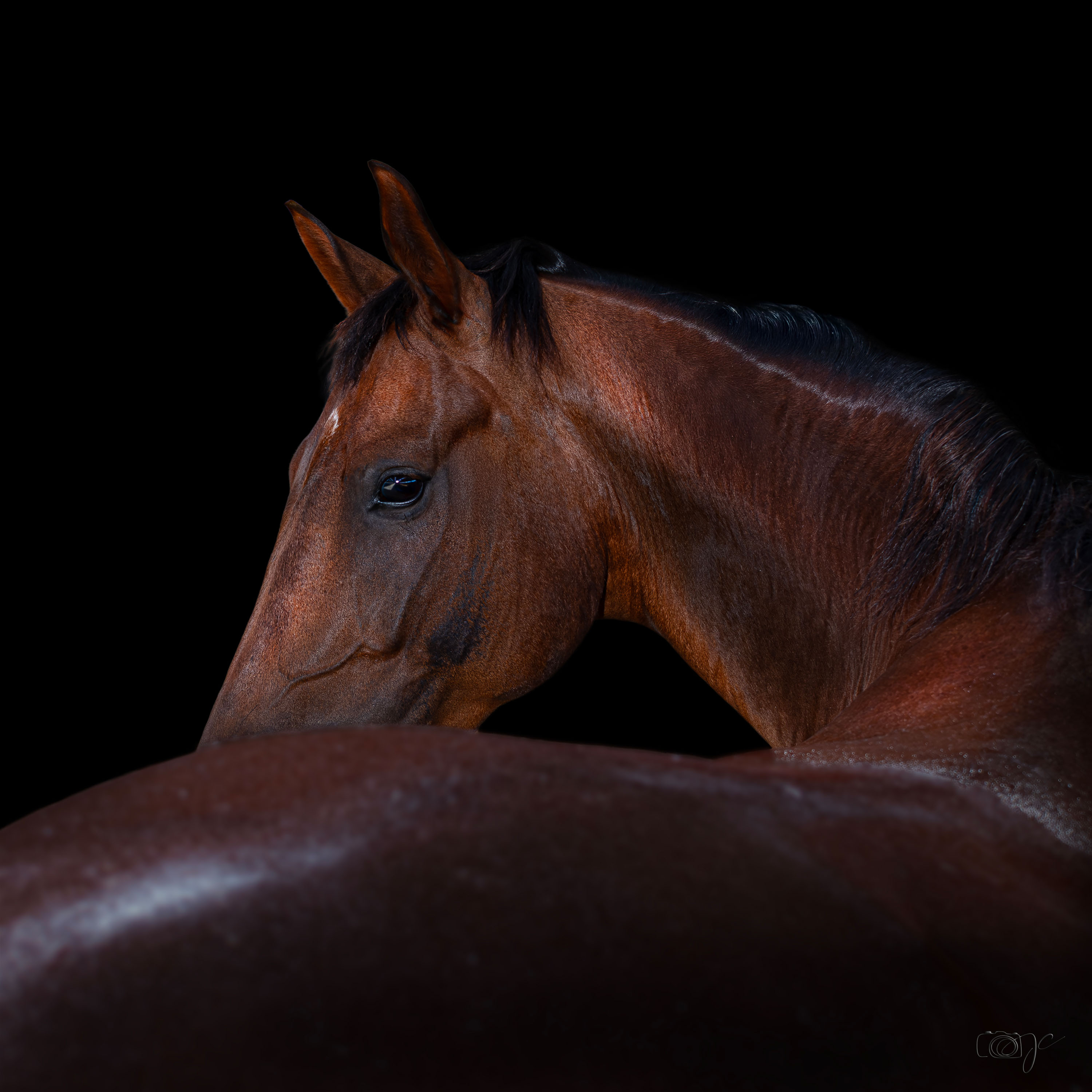 Animaux