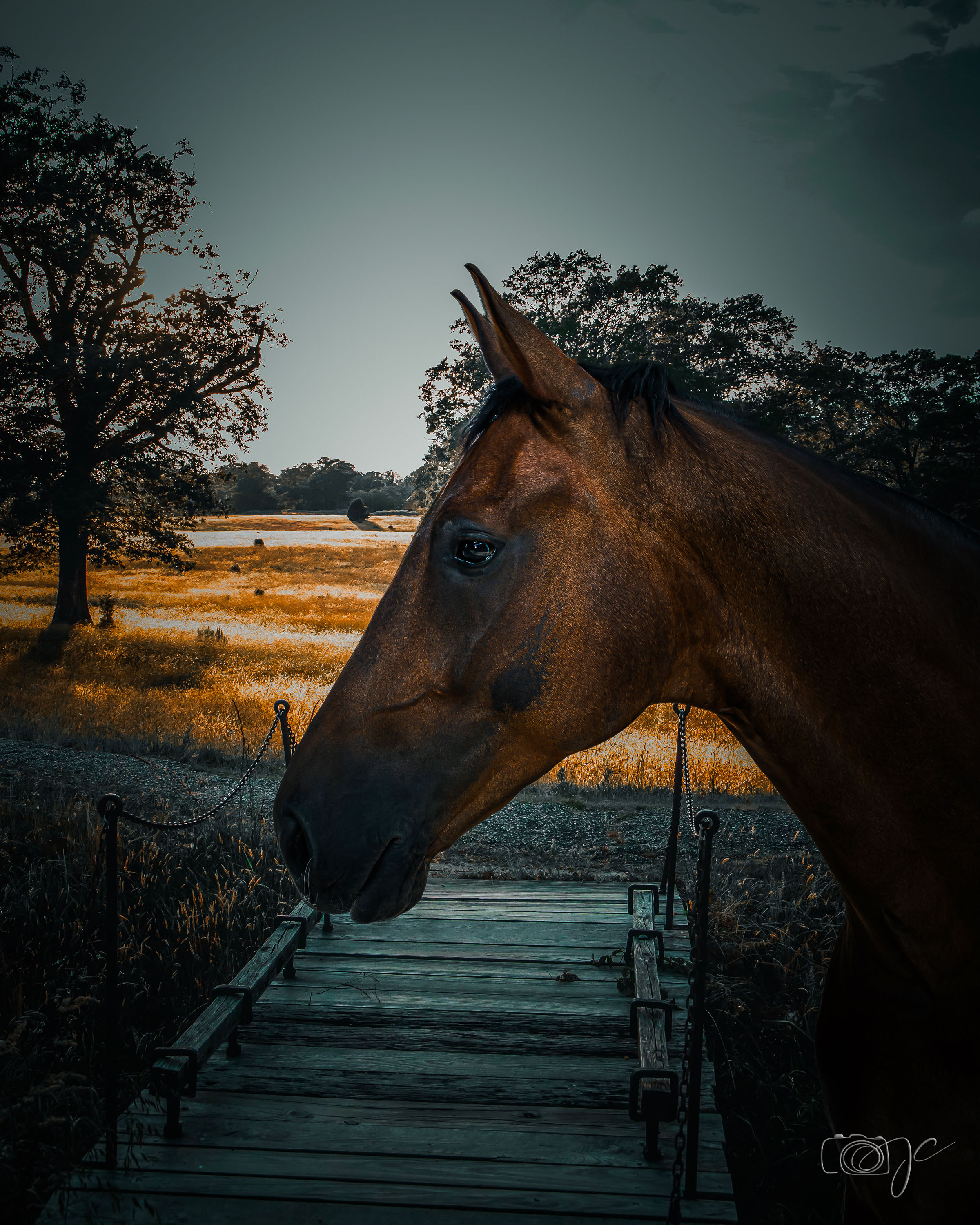 Animaux