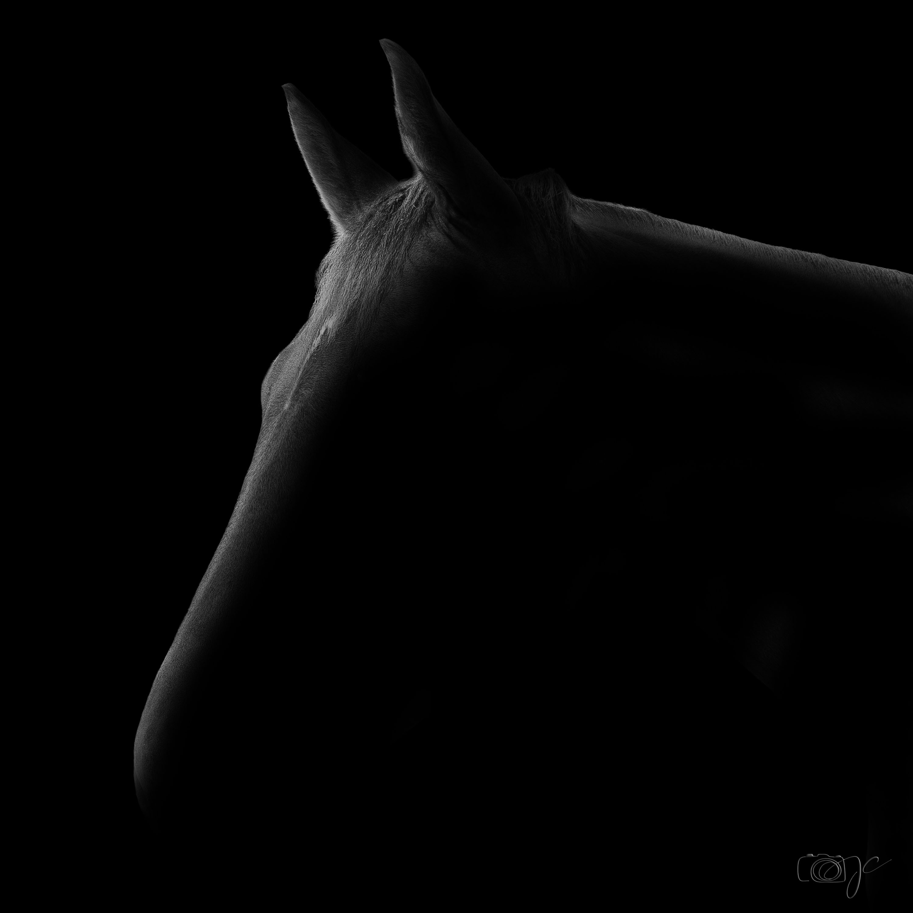 Animaux