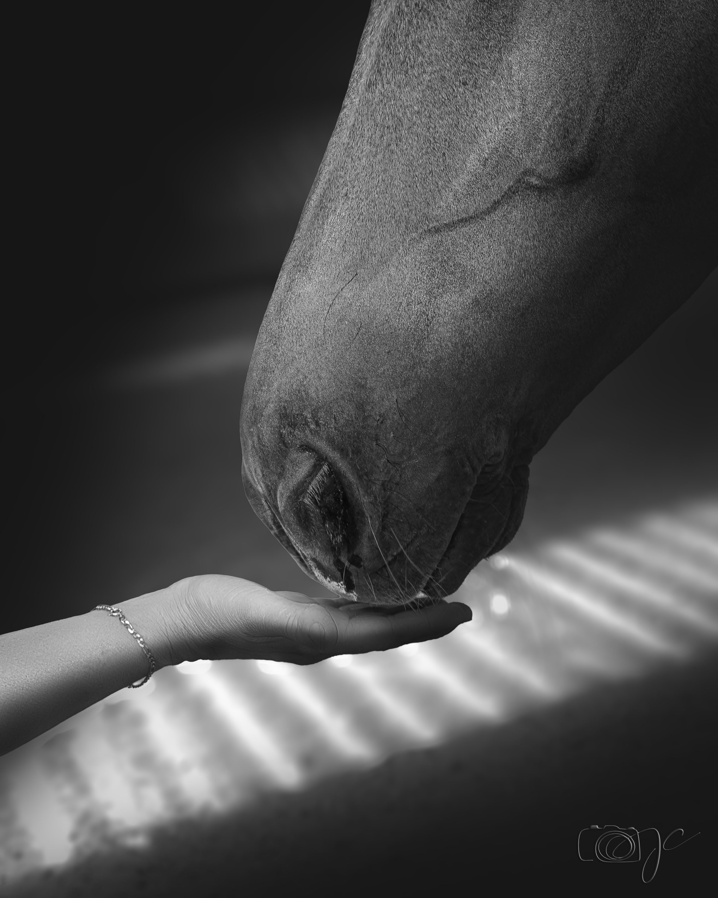 Animaux