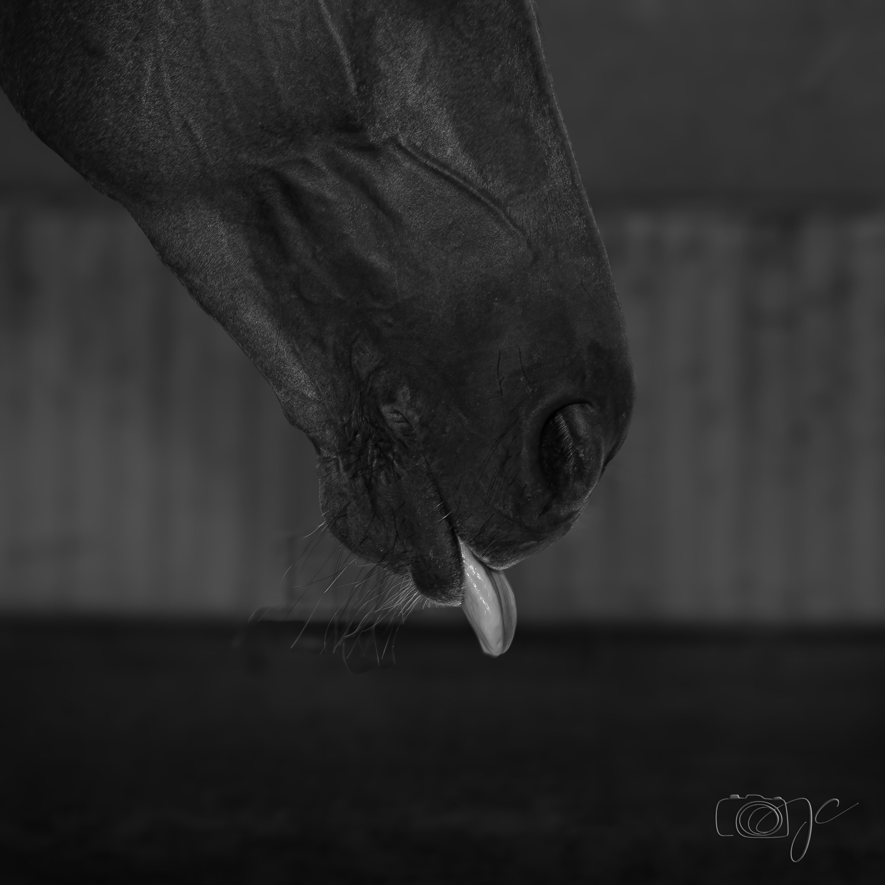 Animaux