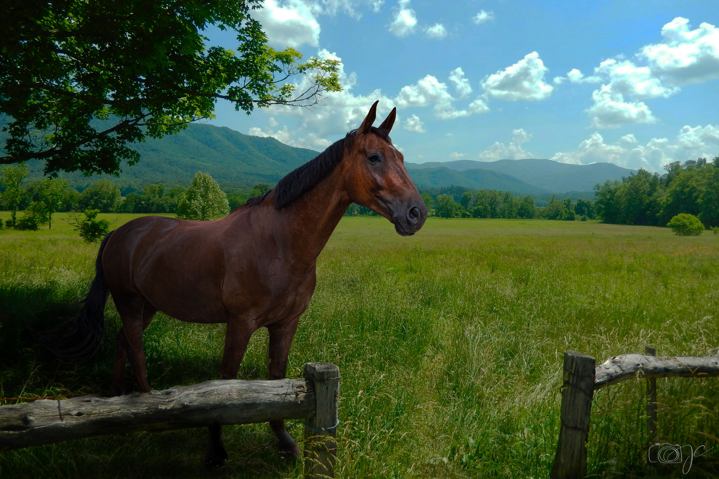 Animaux
