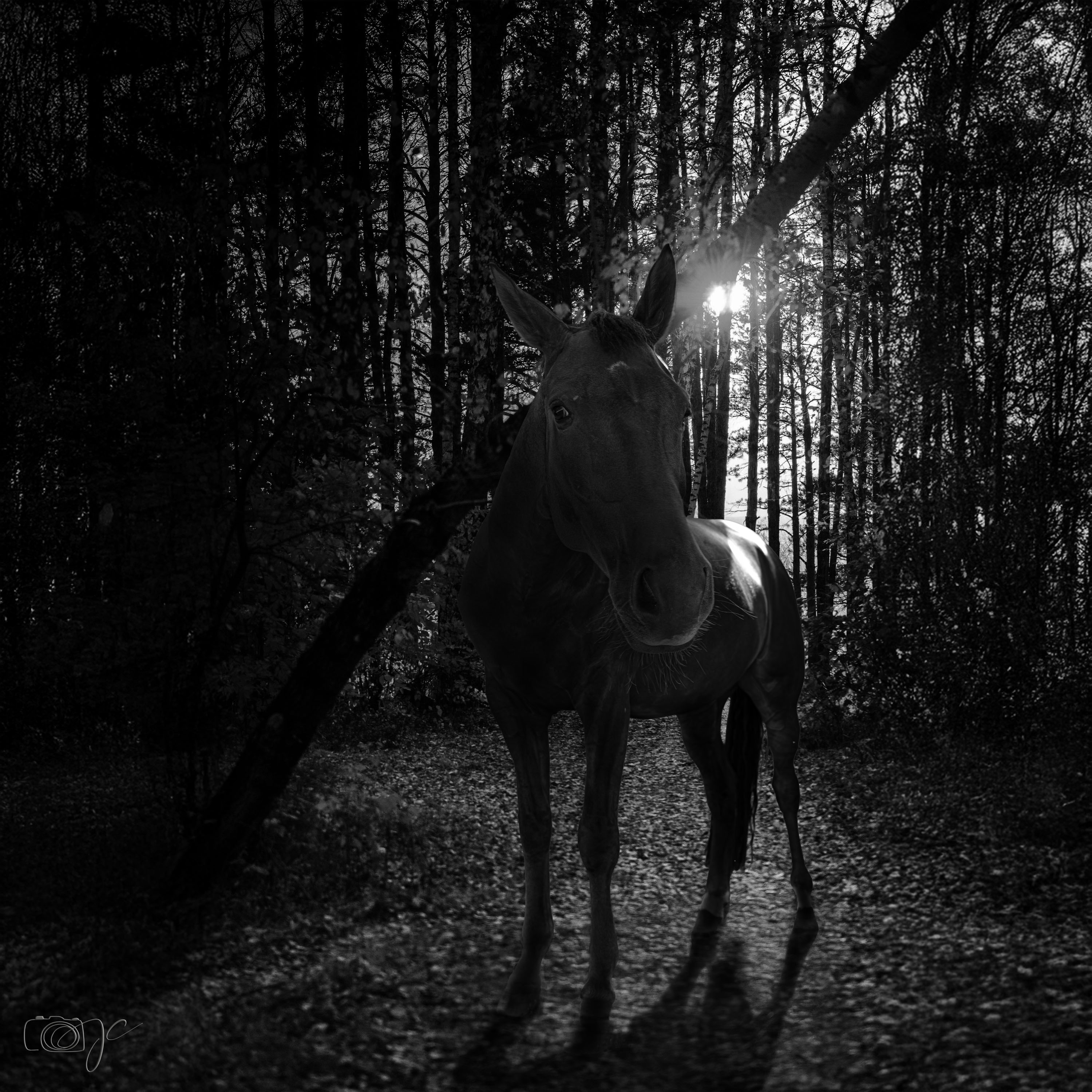 Animaux