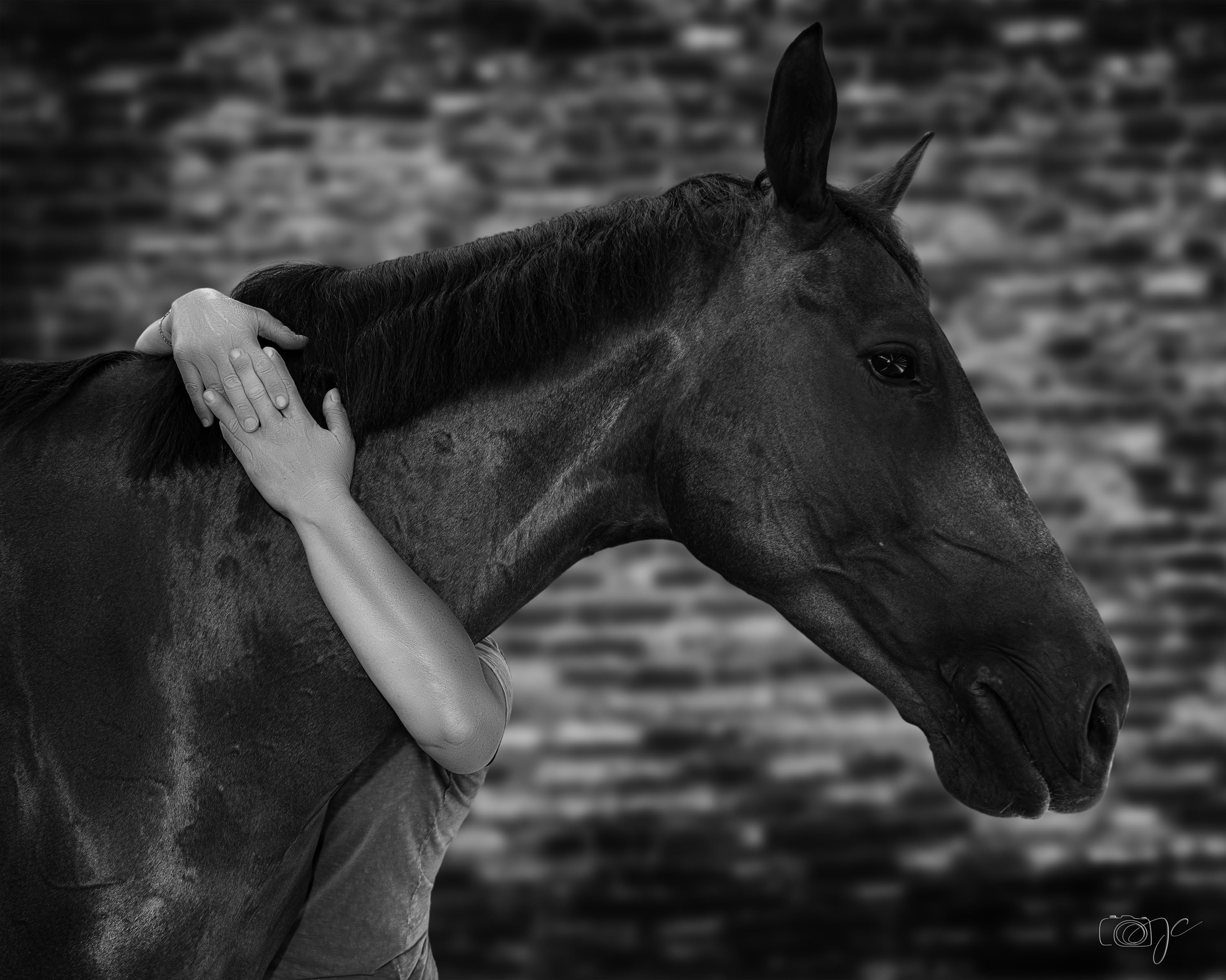 Animaux