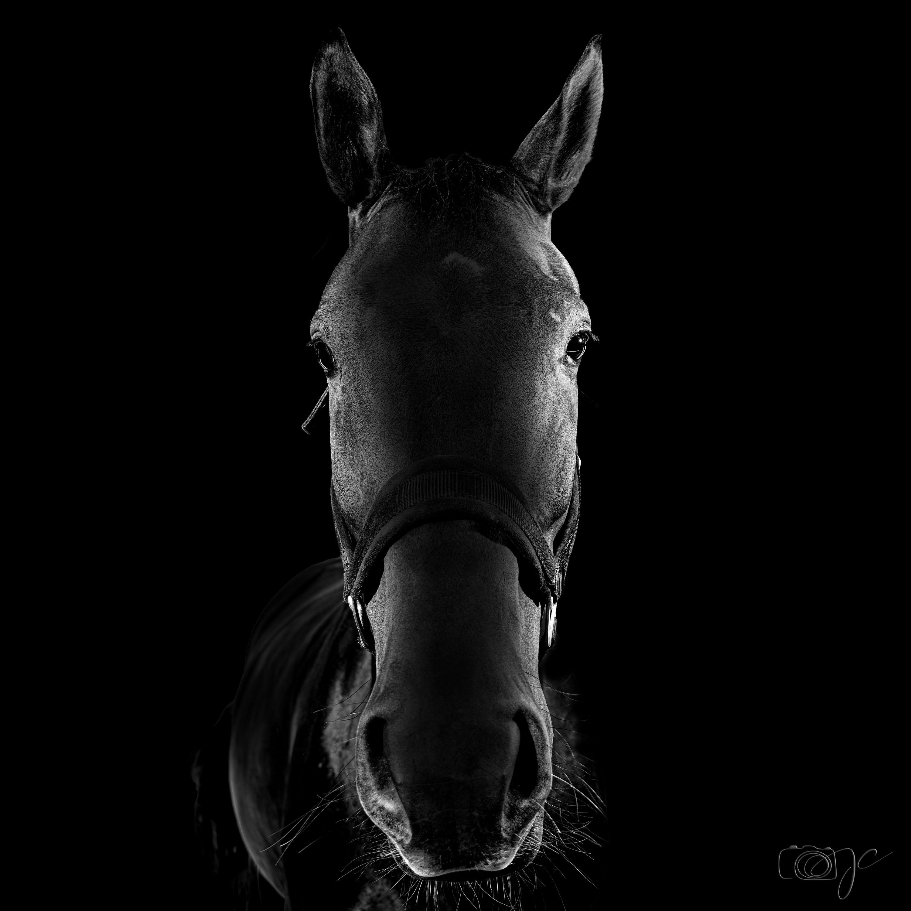 Animaux