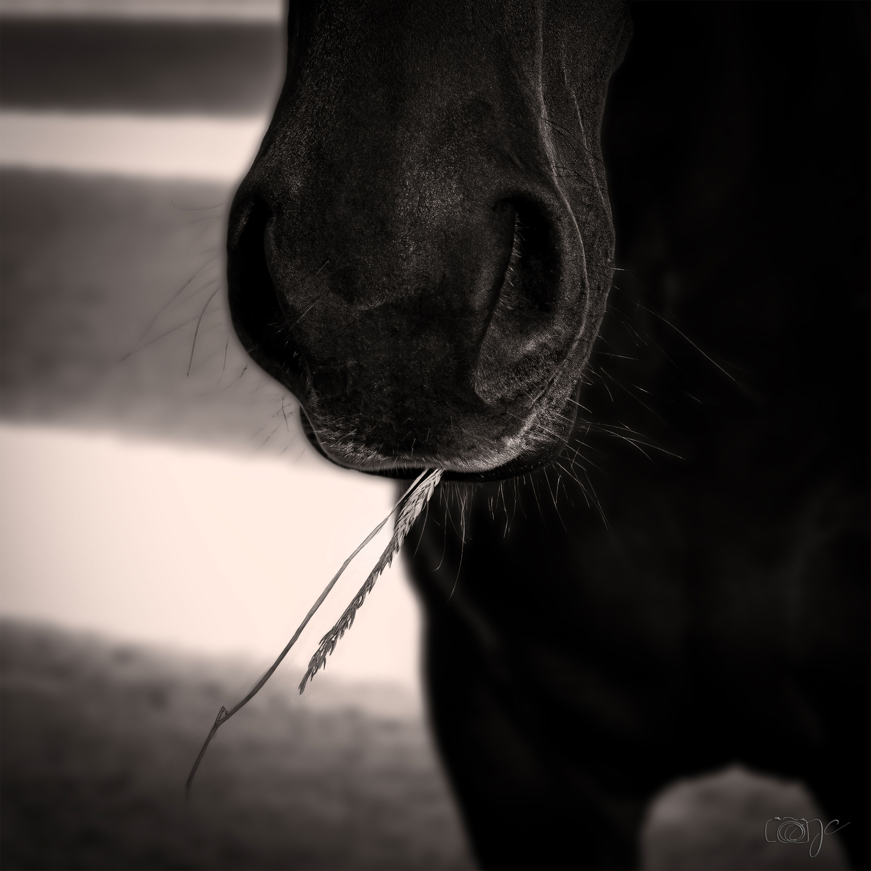 Animaux