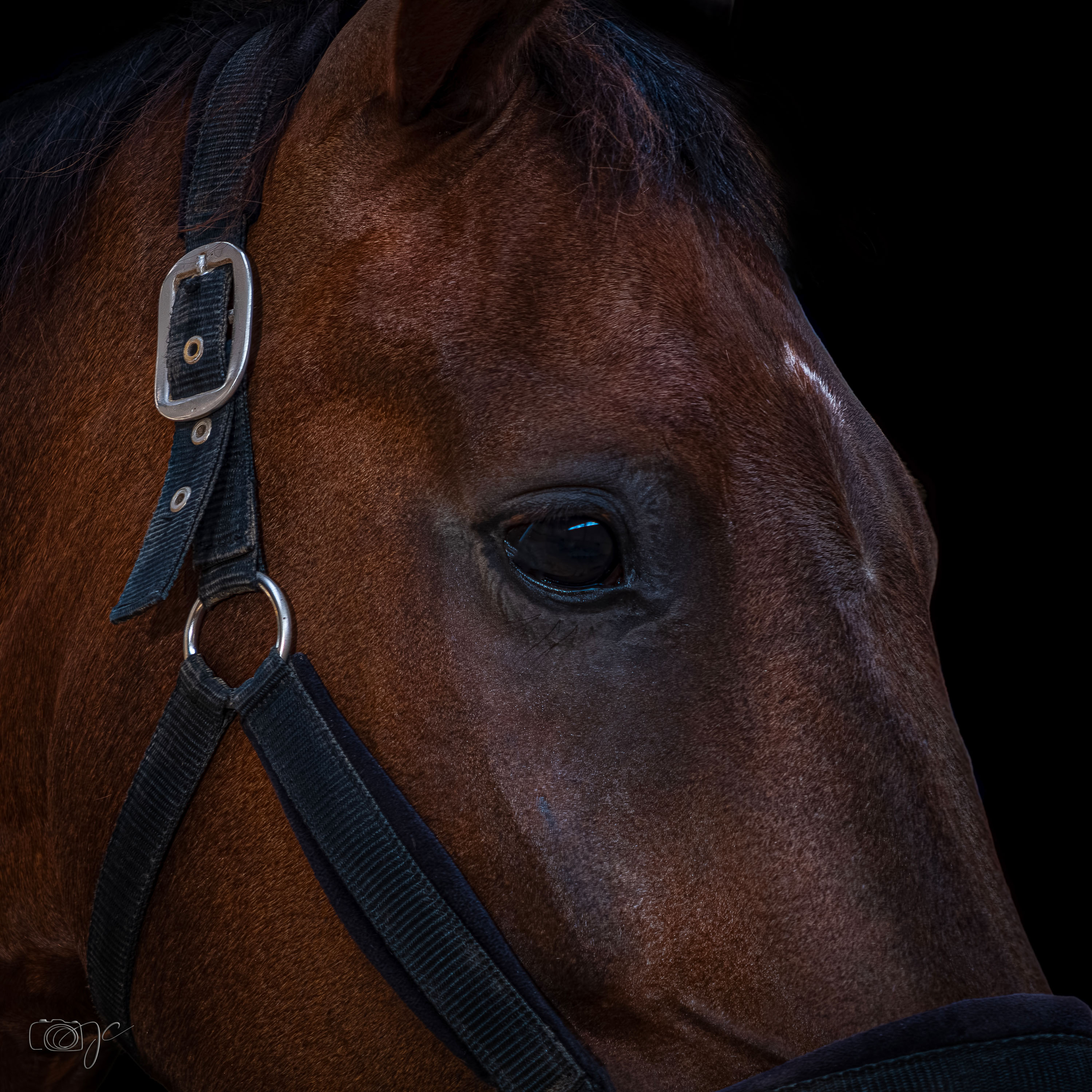 Animaux