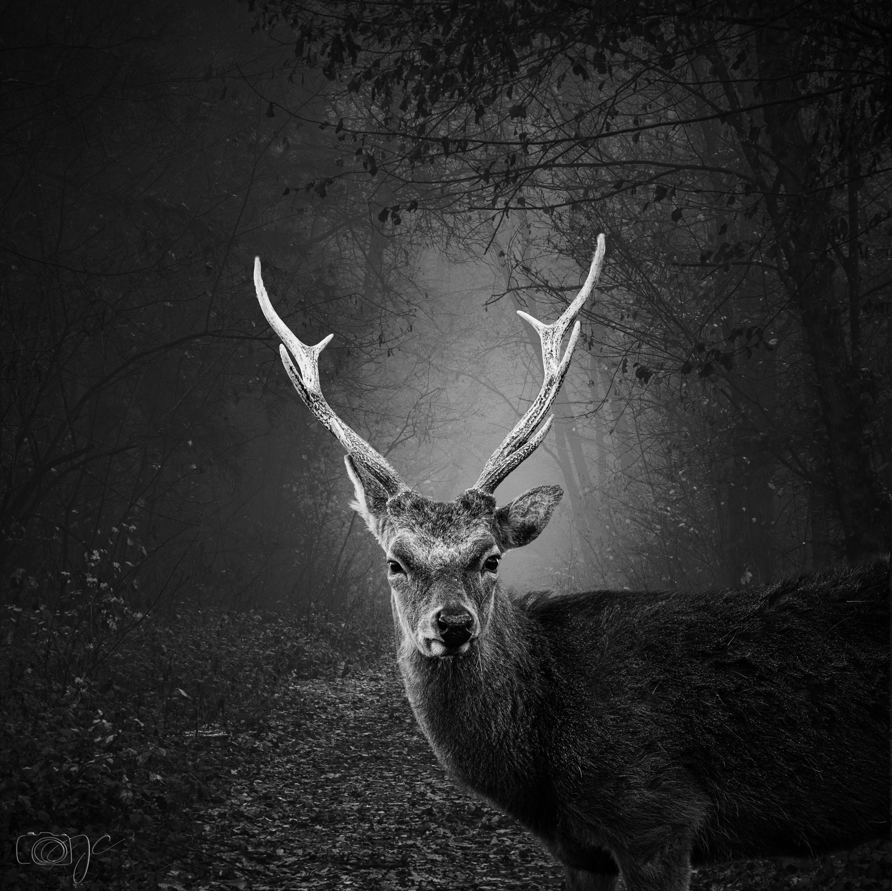 Animaux