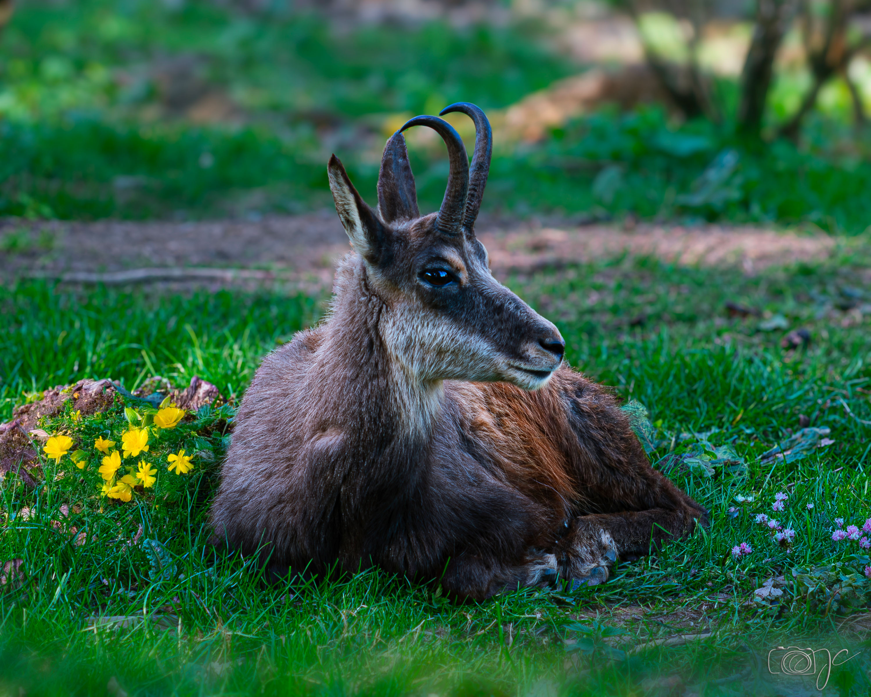 Animaux