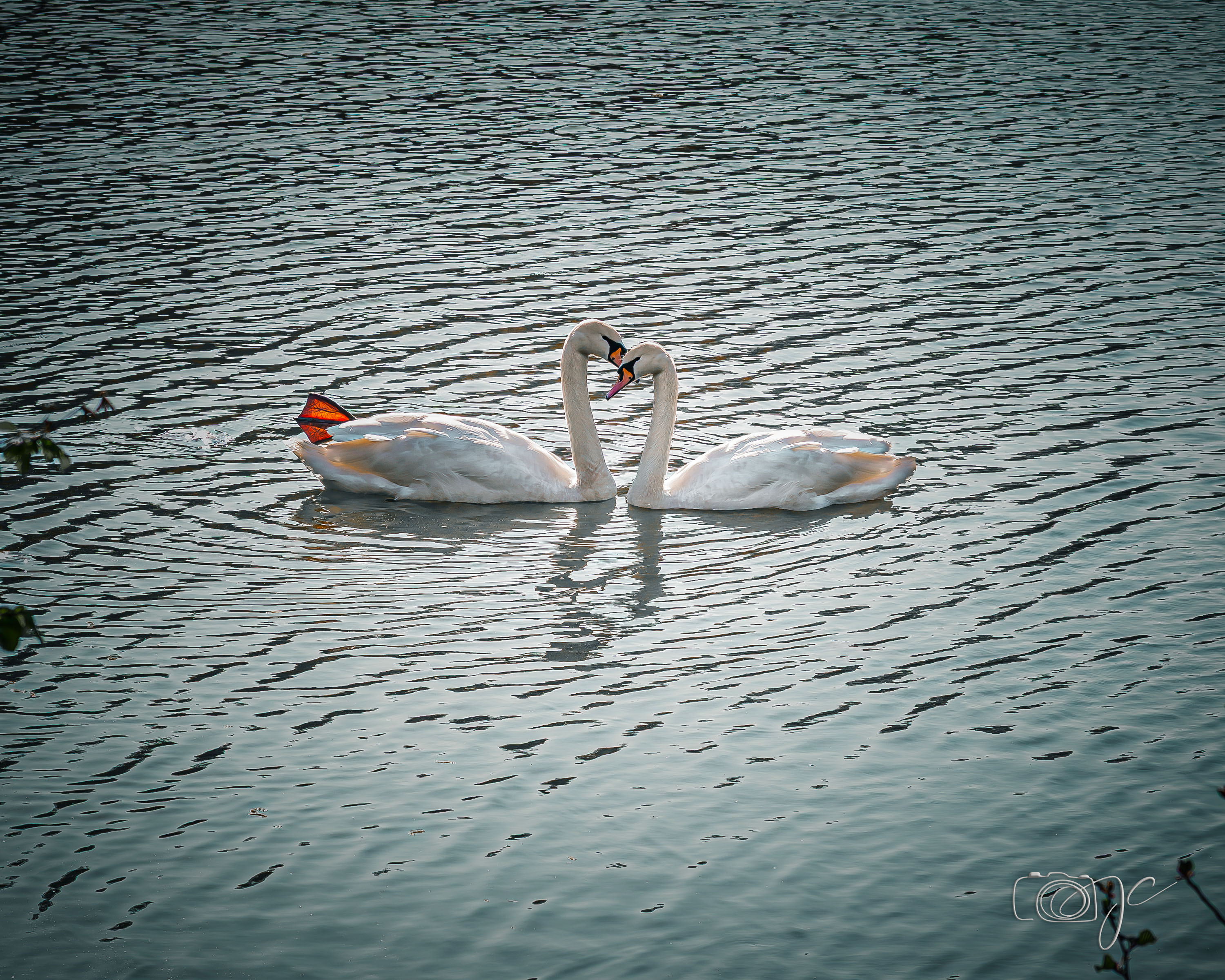 Animaux