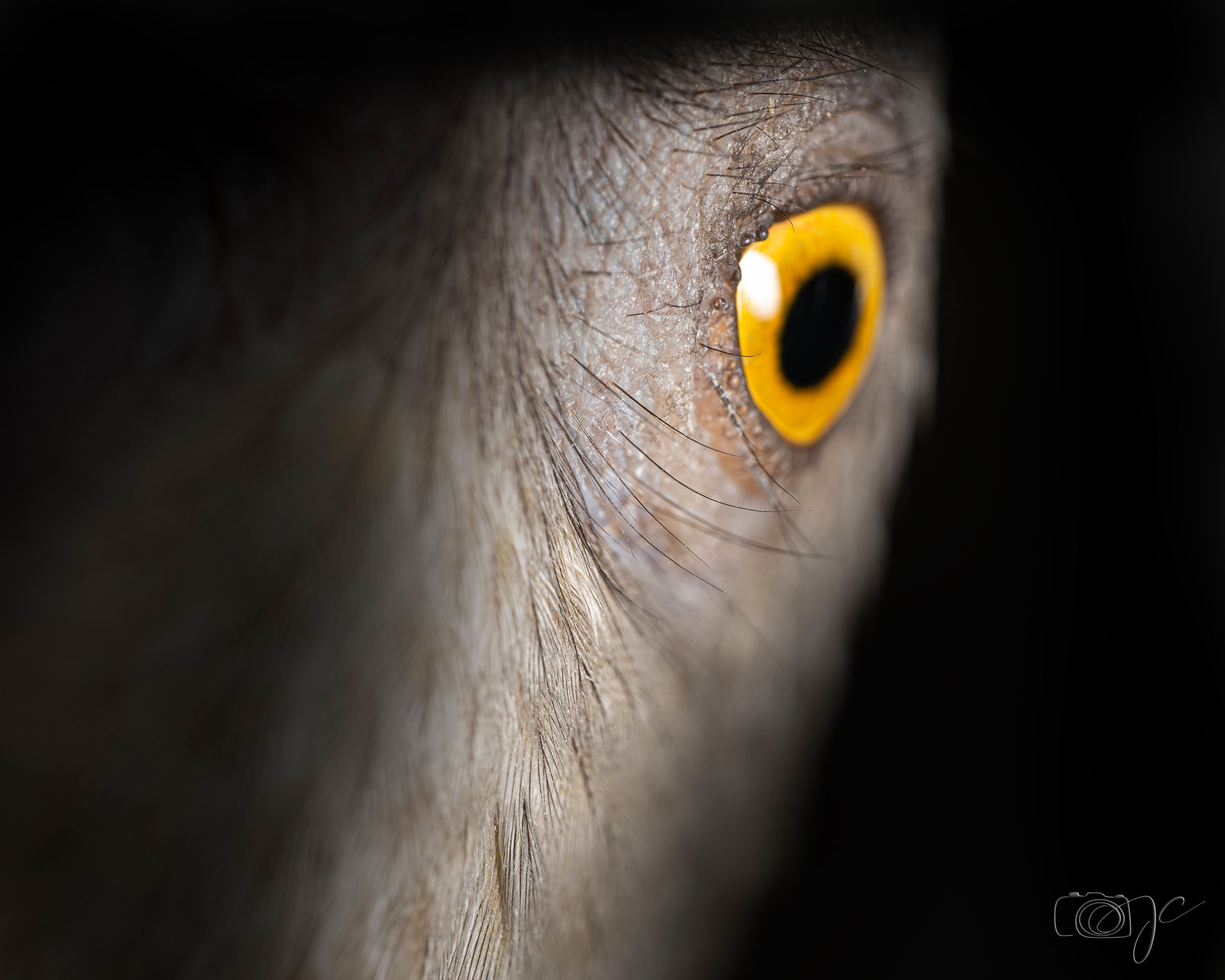 Animaux