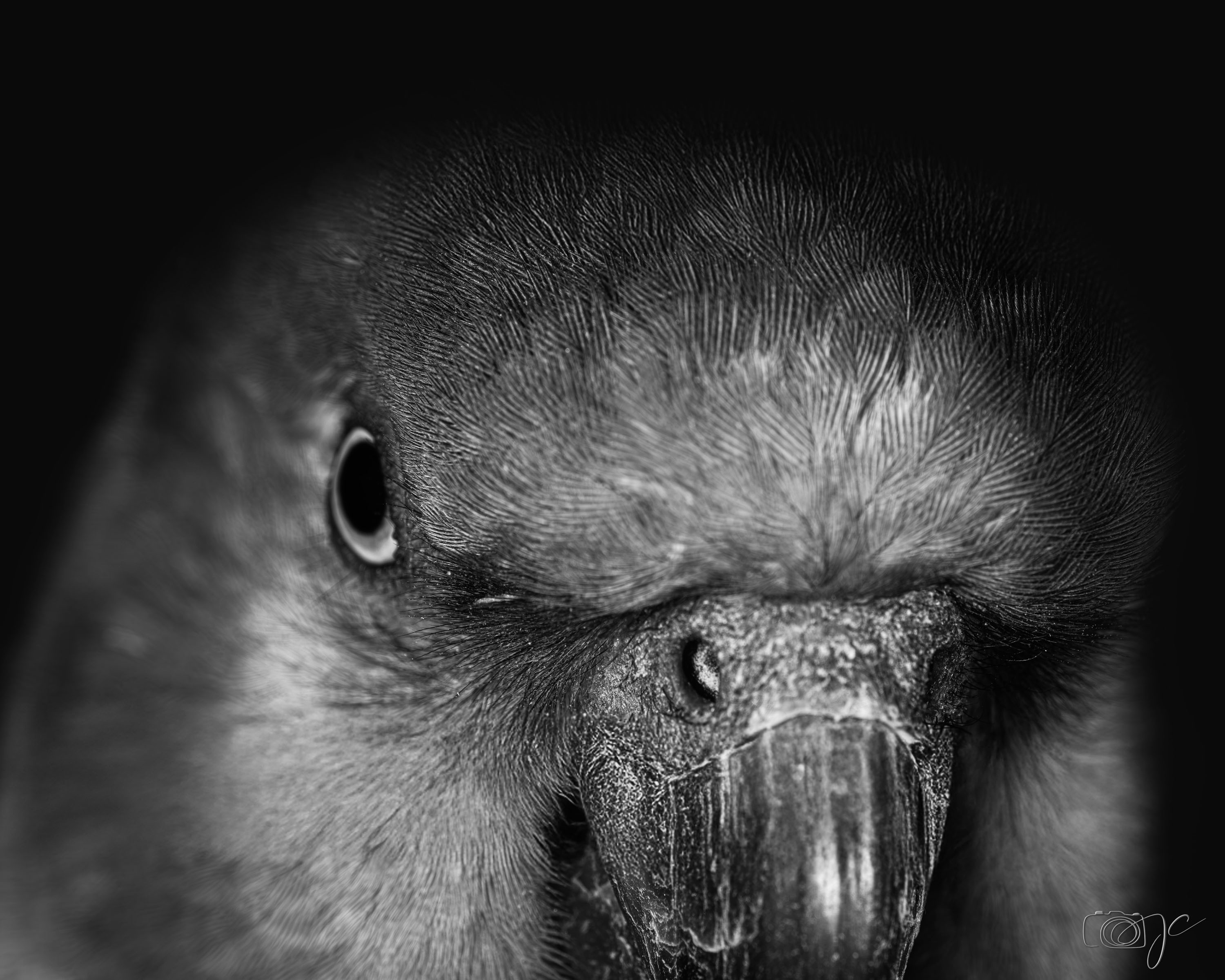 Animaux
