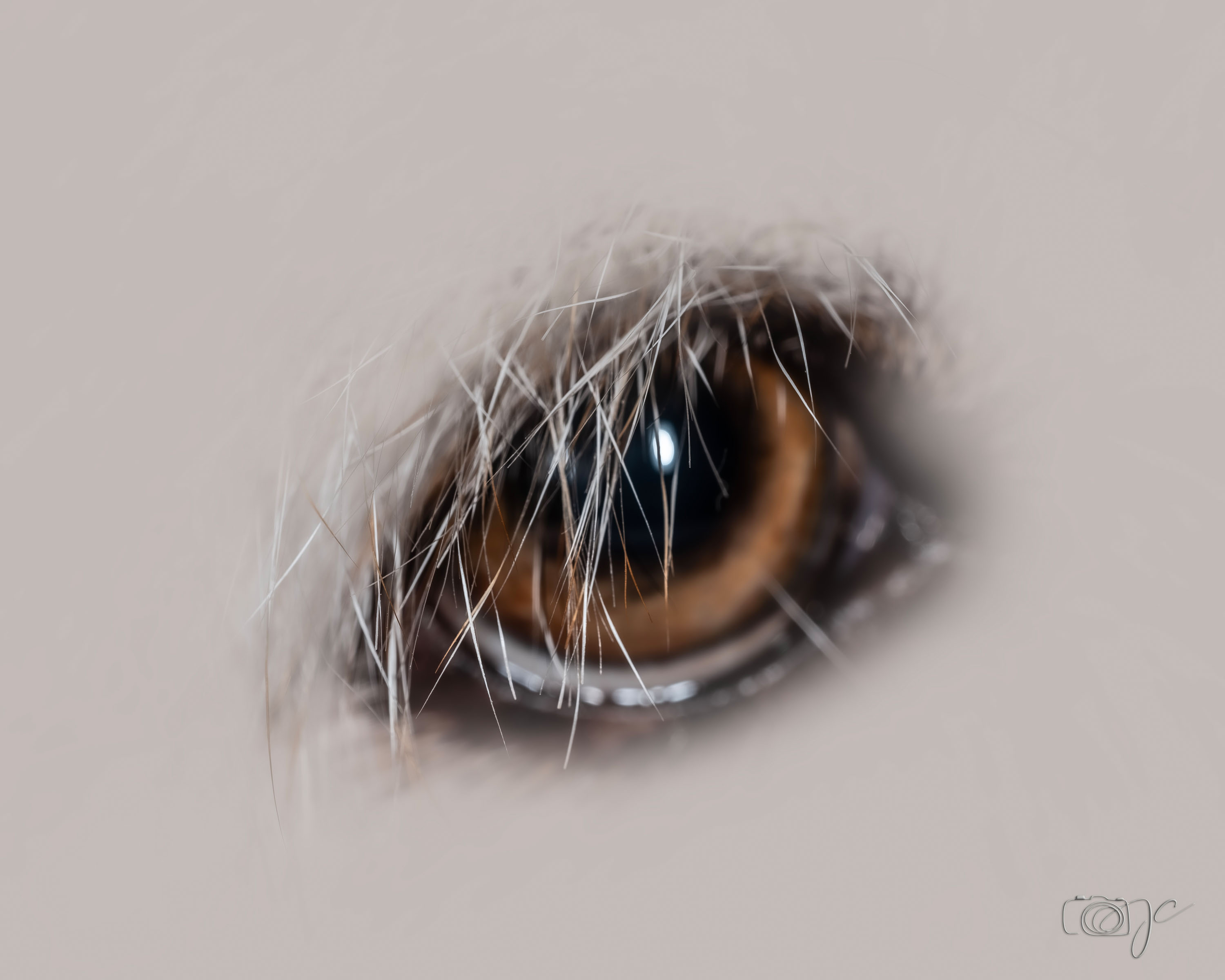 Animaux