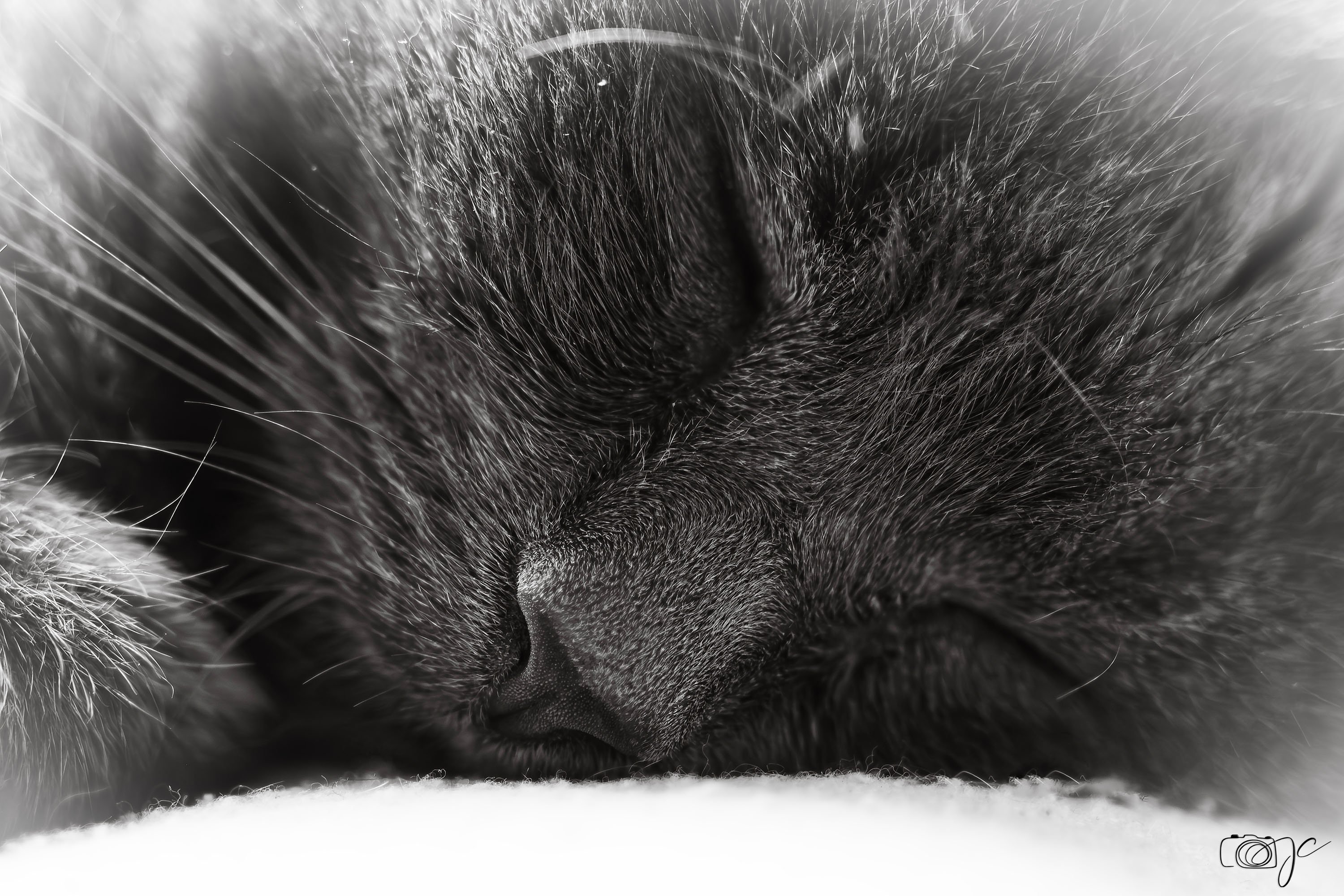Animaux