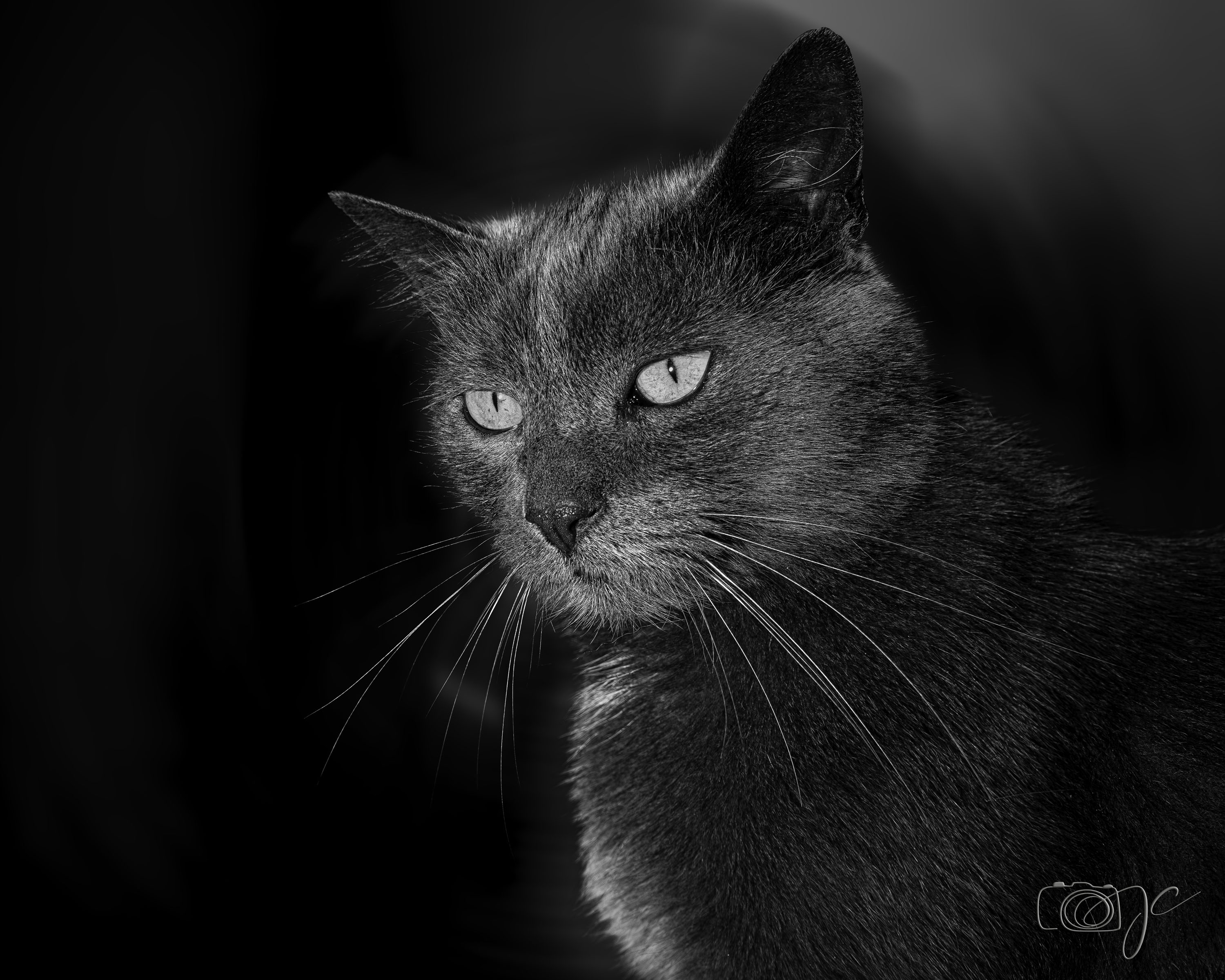 Animaux