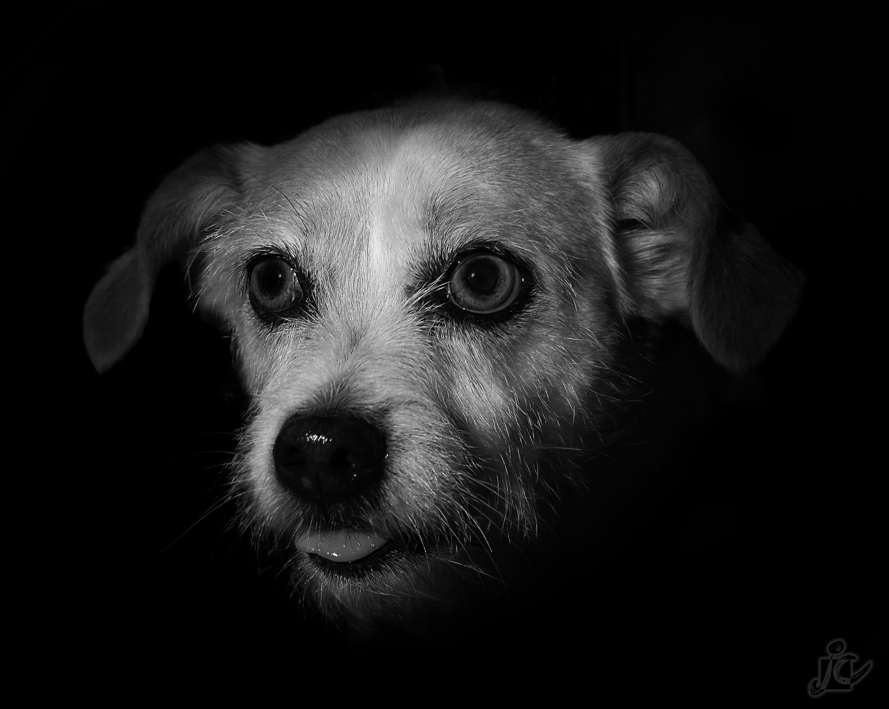 Animaux