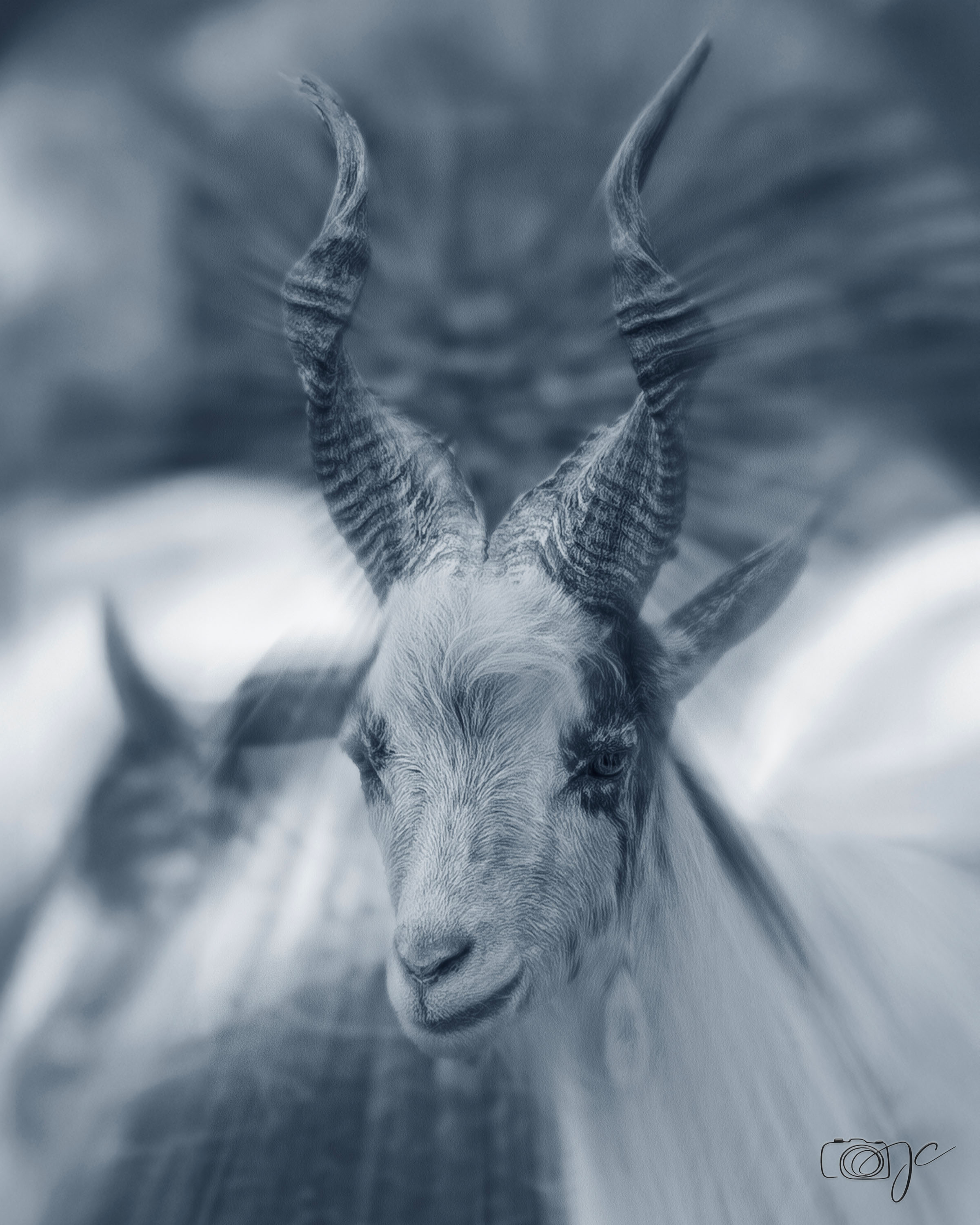 Animaux