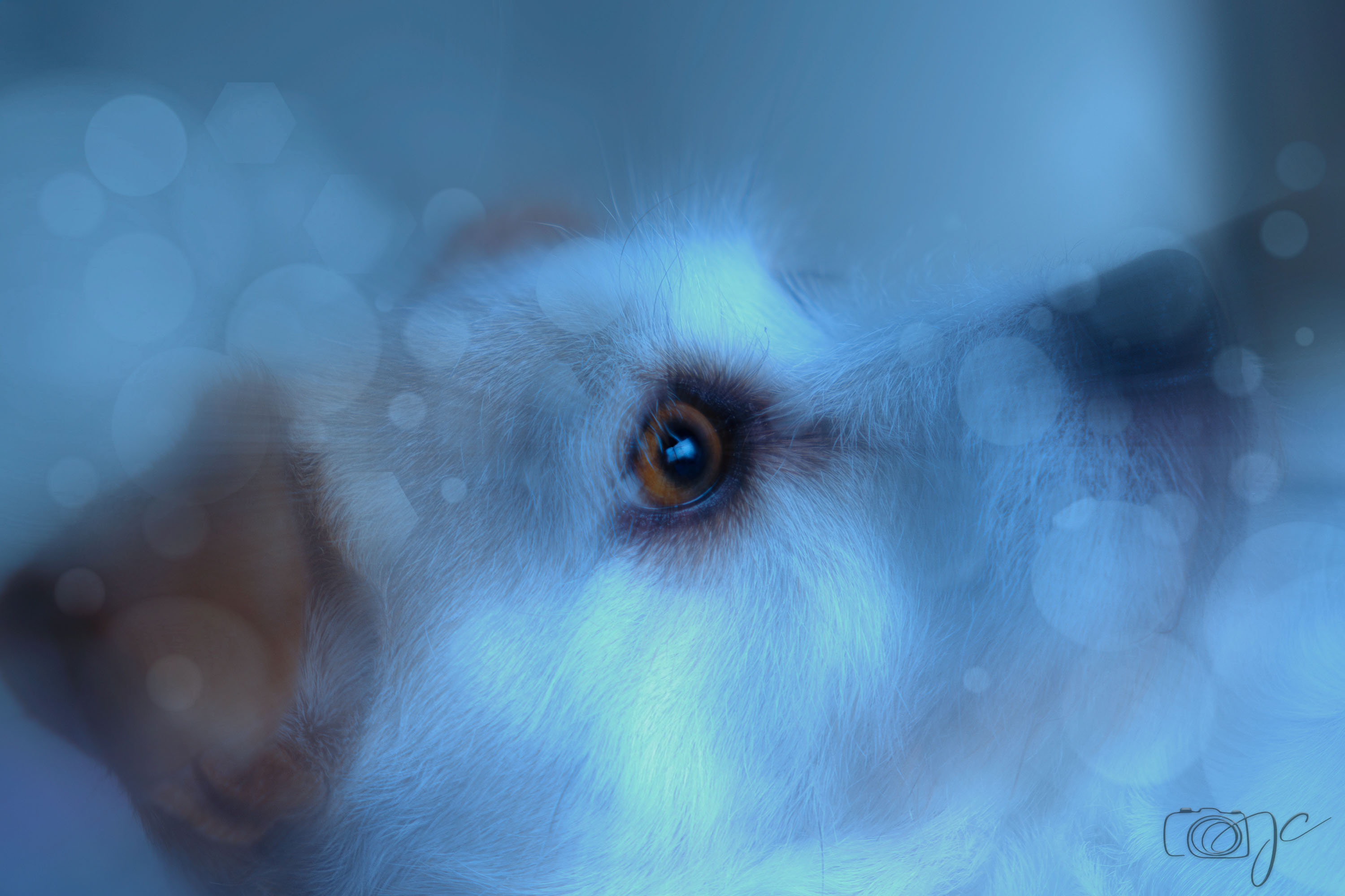 Animaux
