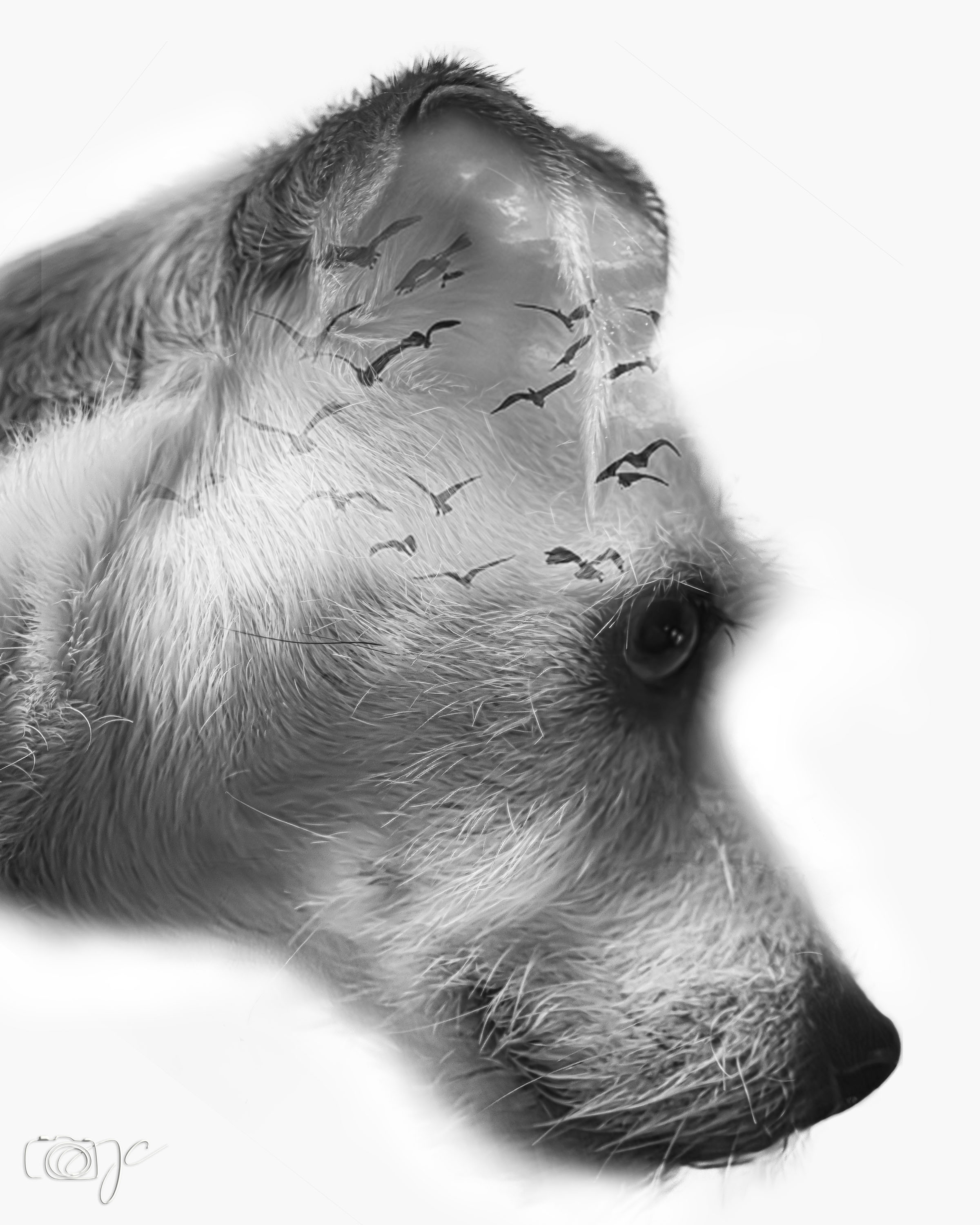 Animaux