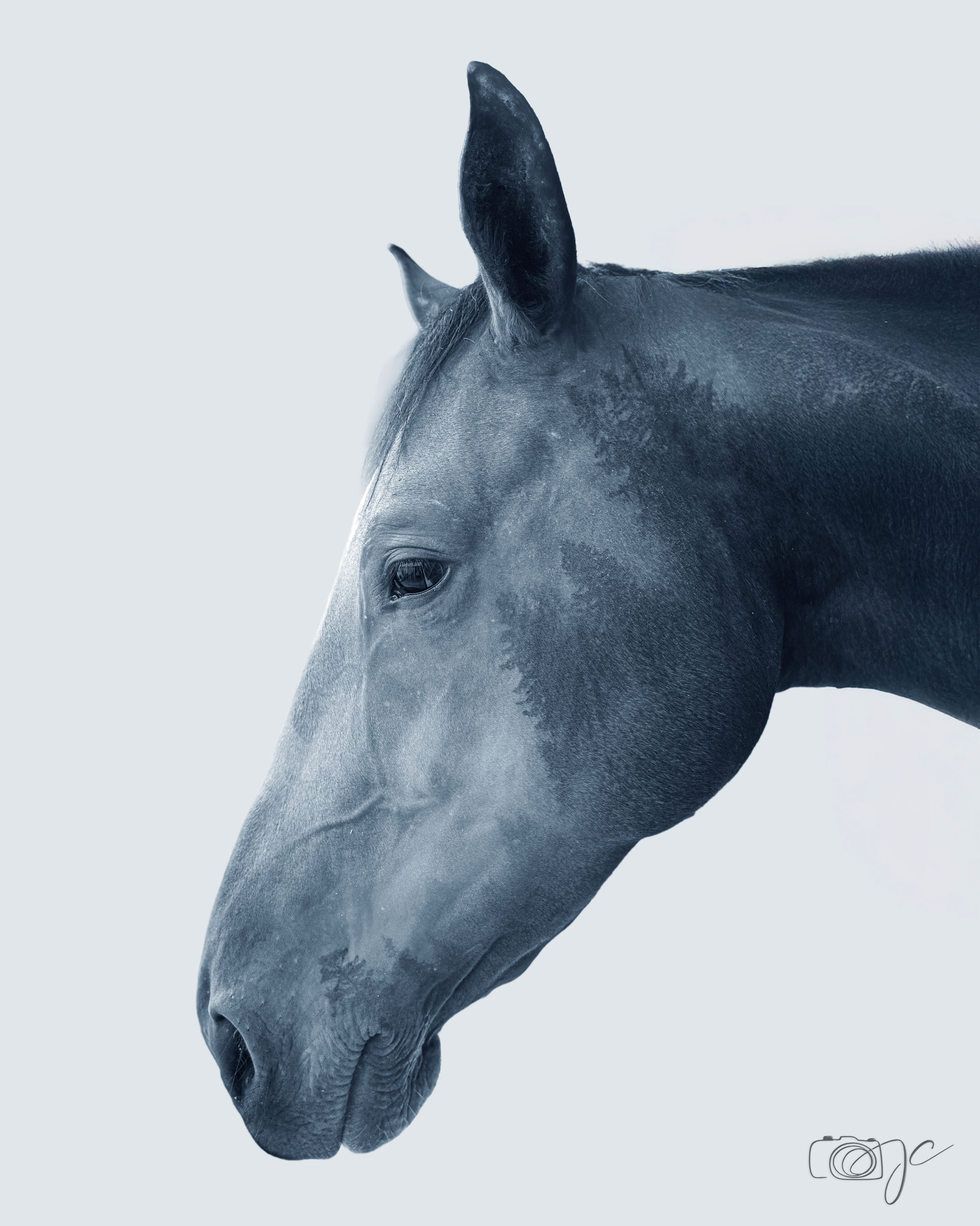 Animaux