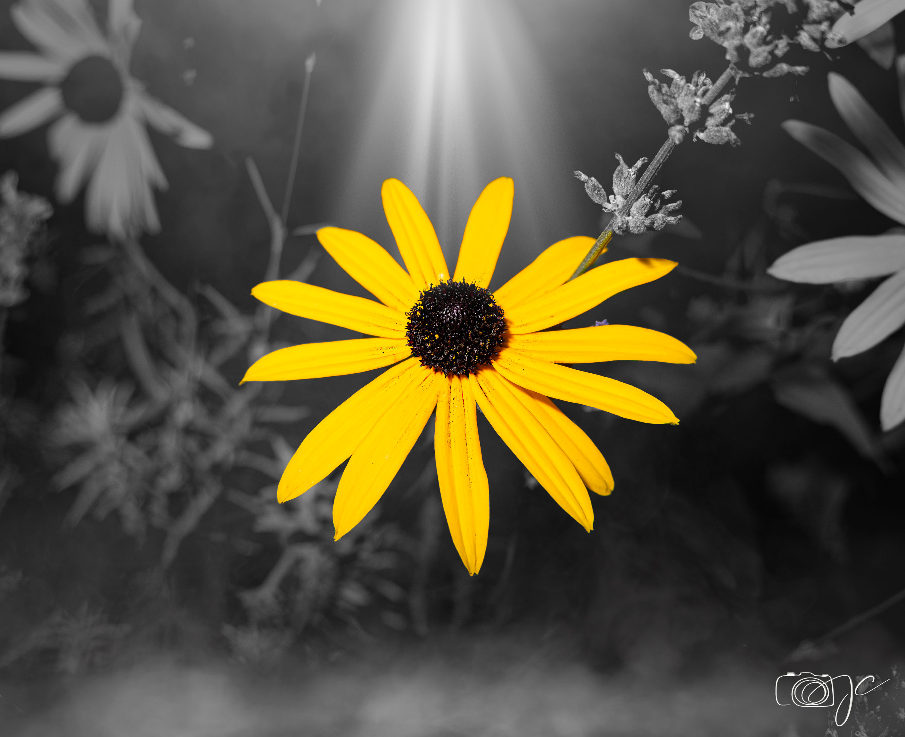 Macro