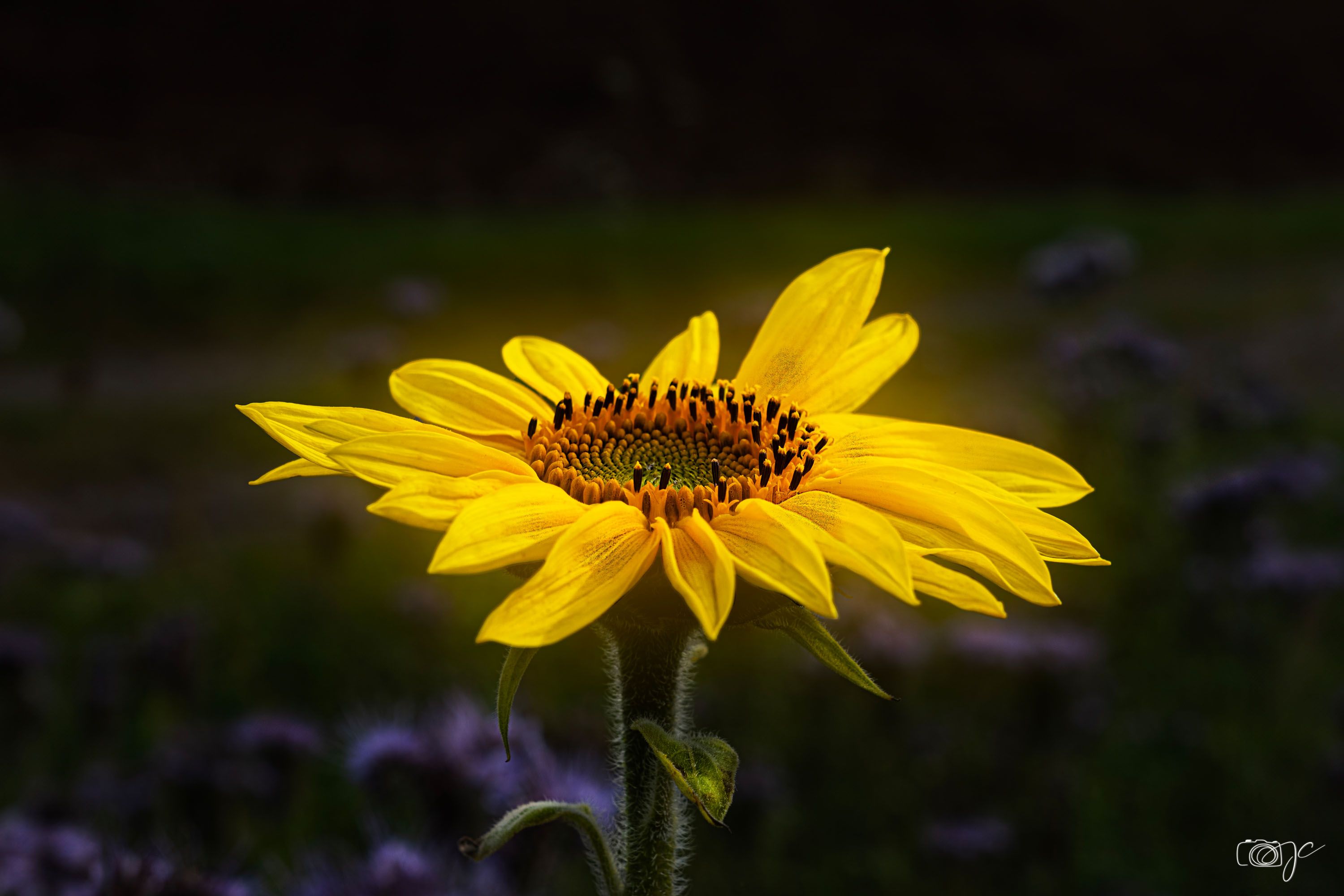 Macro