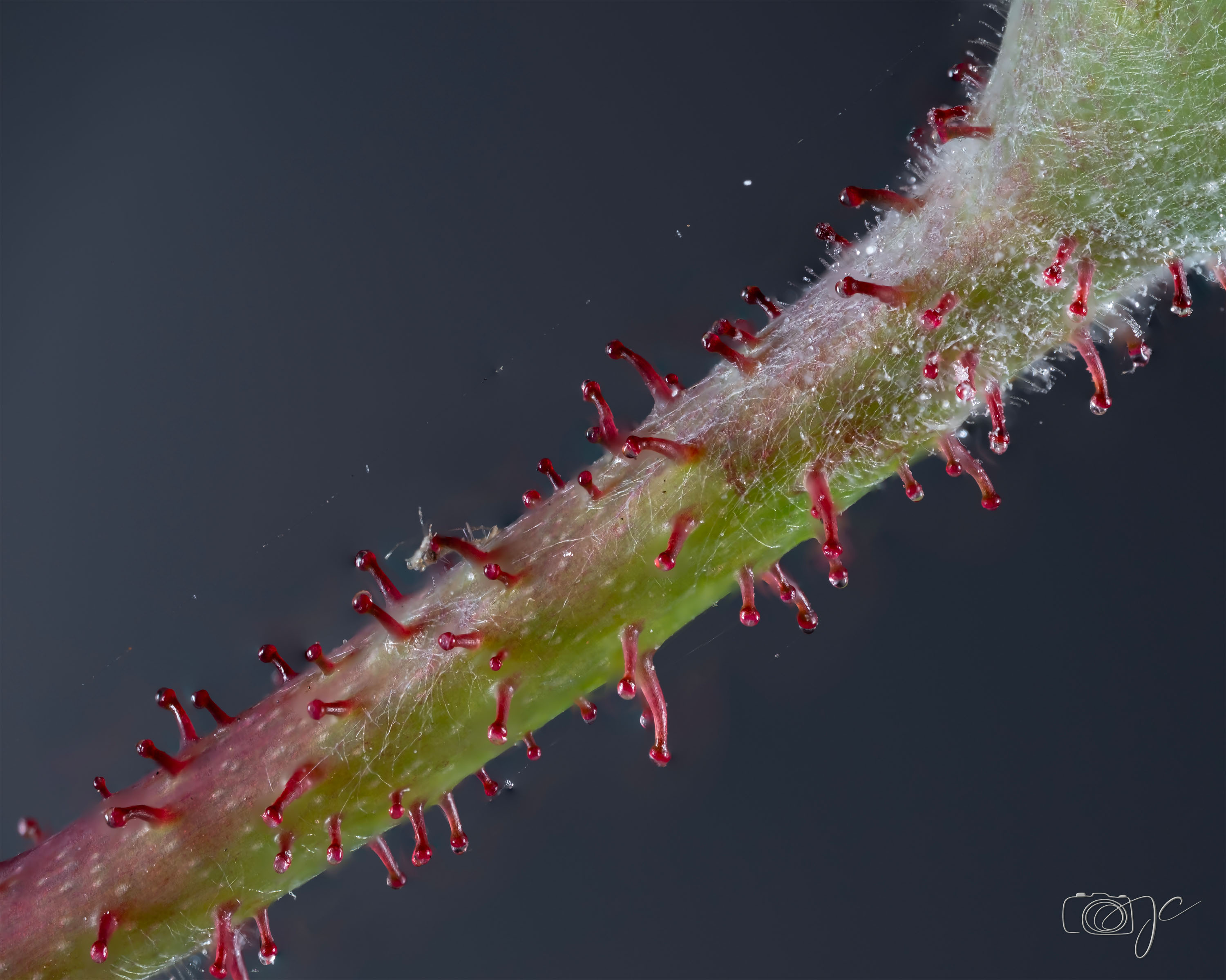 Macro