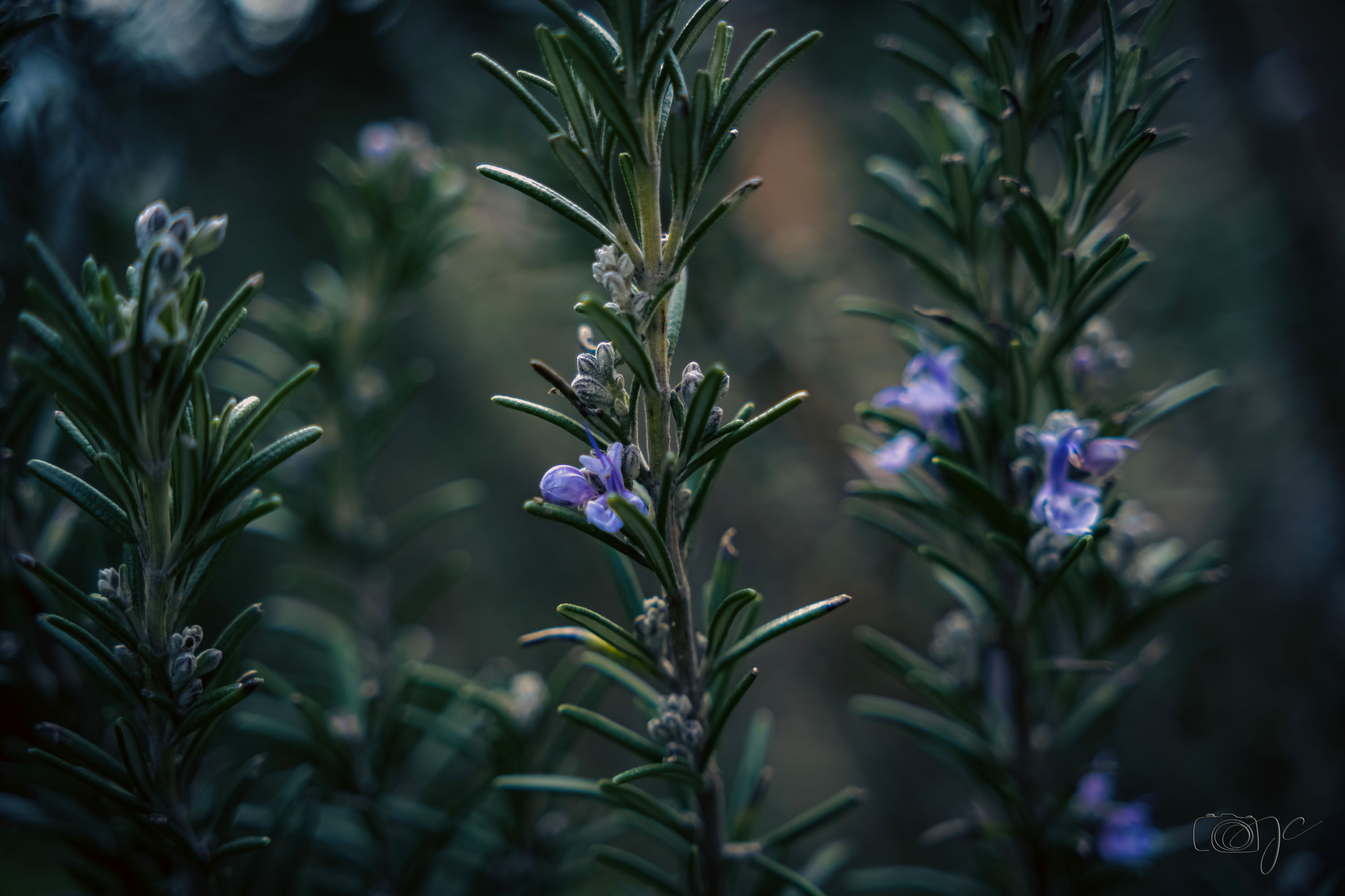Macro