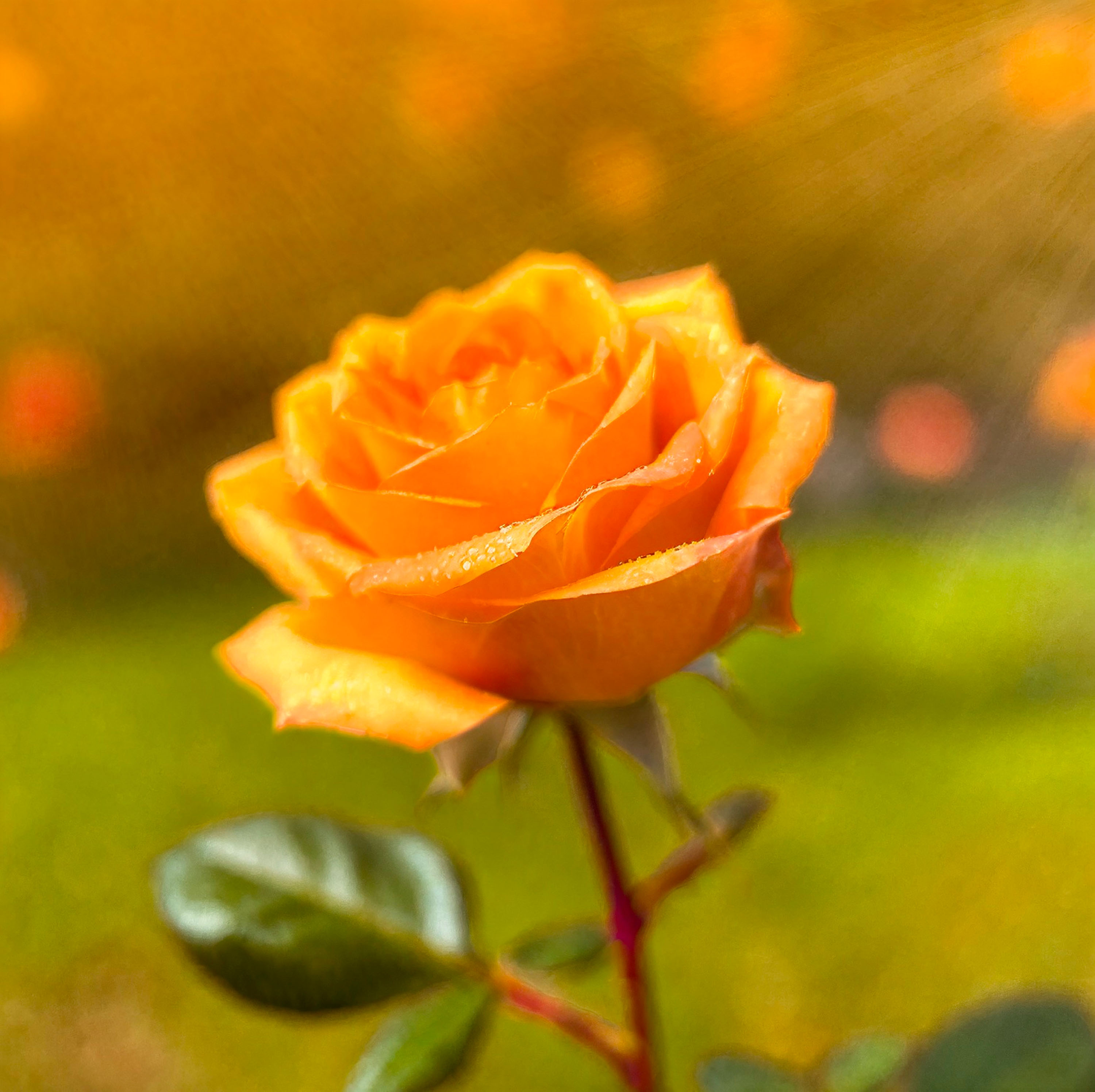 Macro