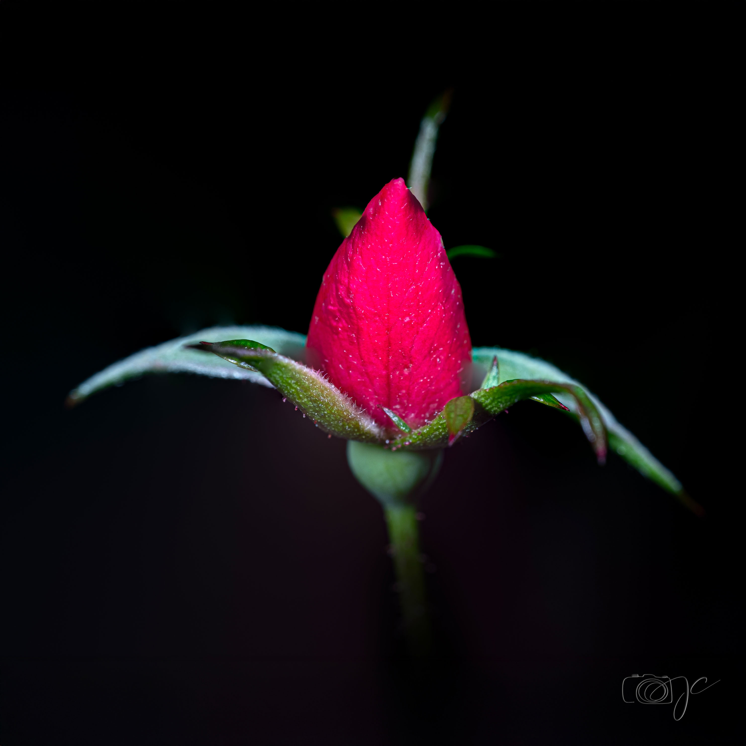 Macro