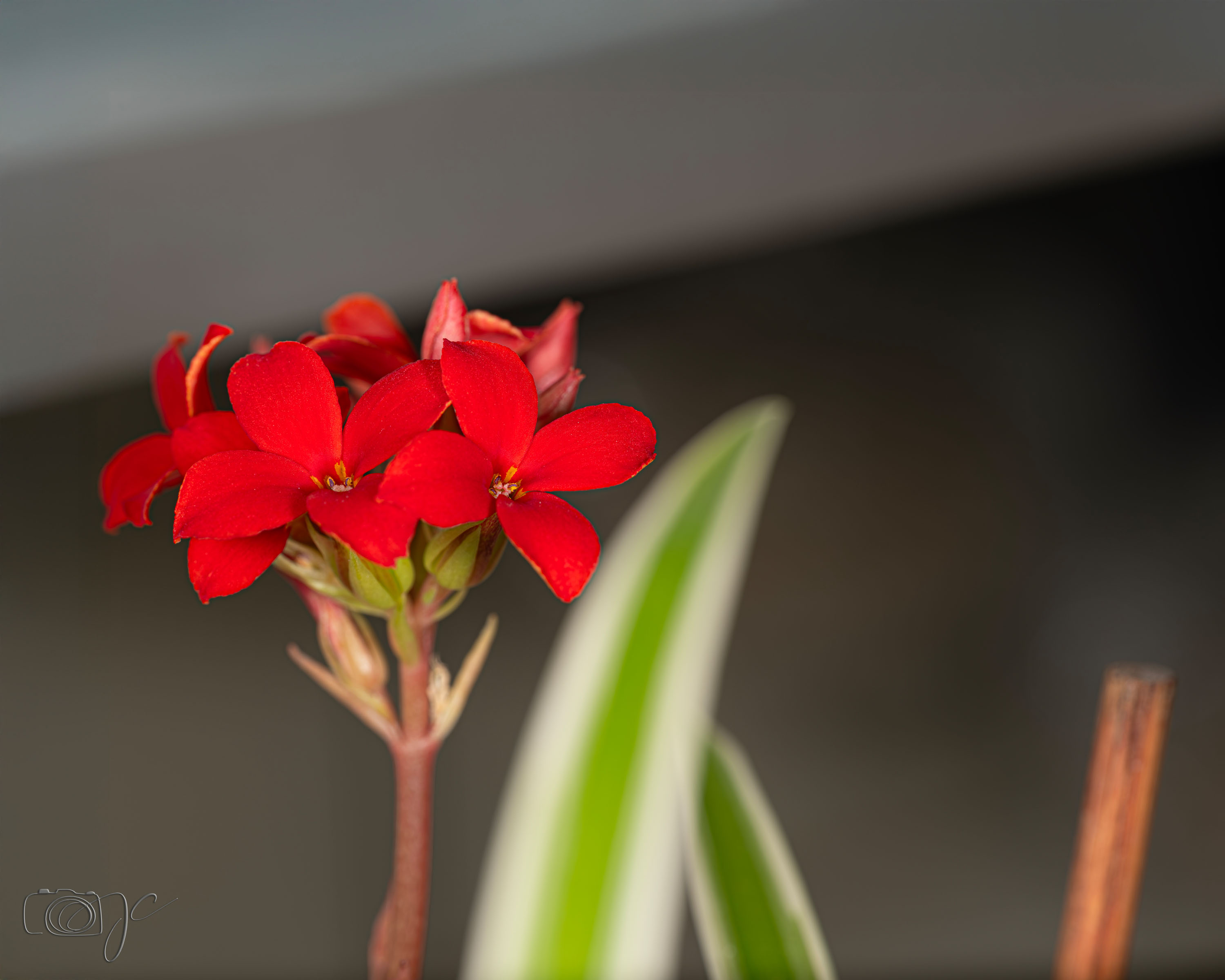 Macro