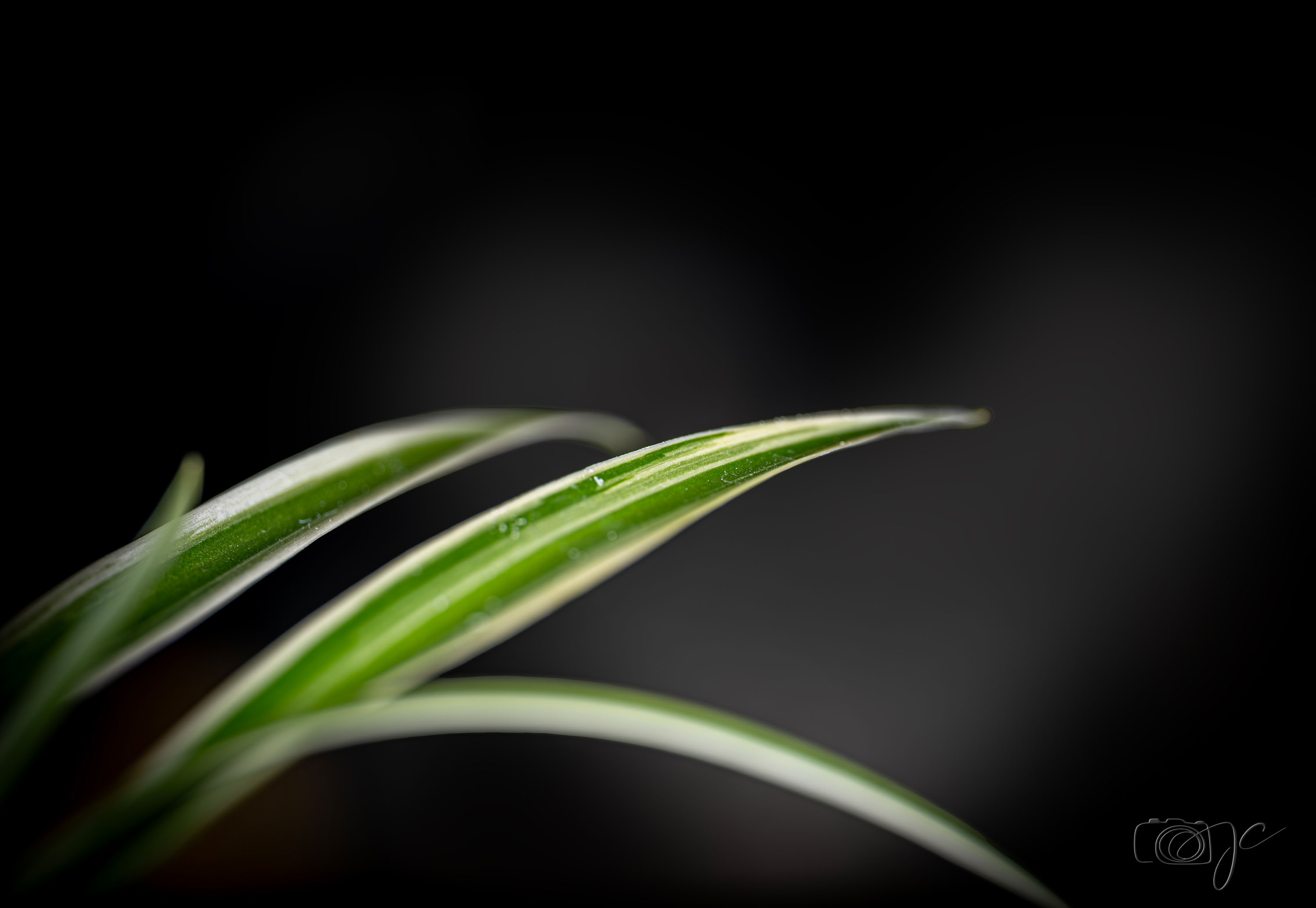 Macro